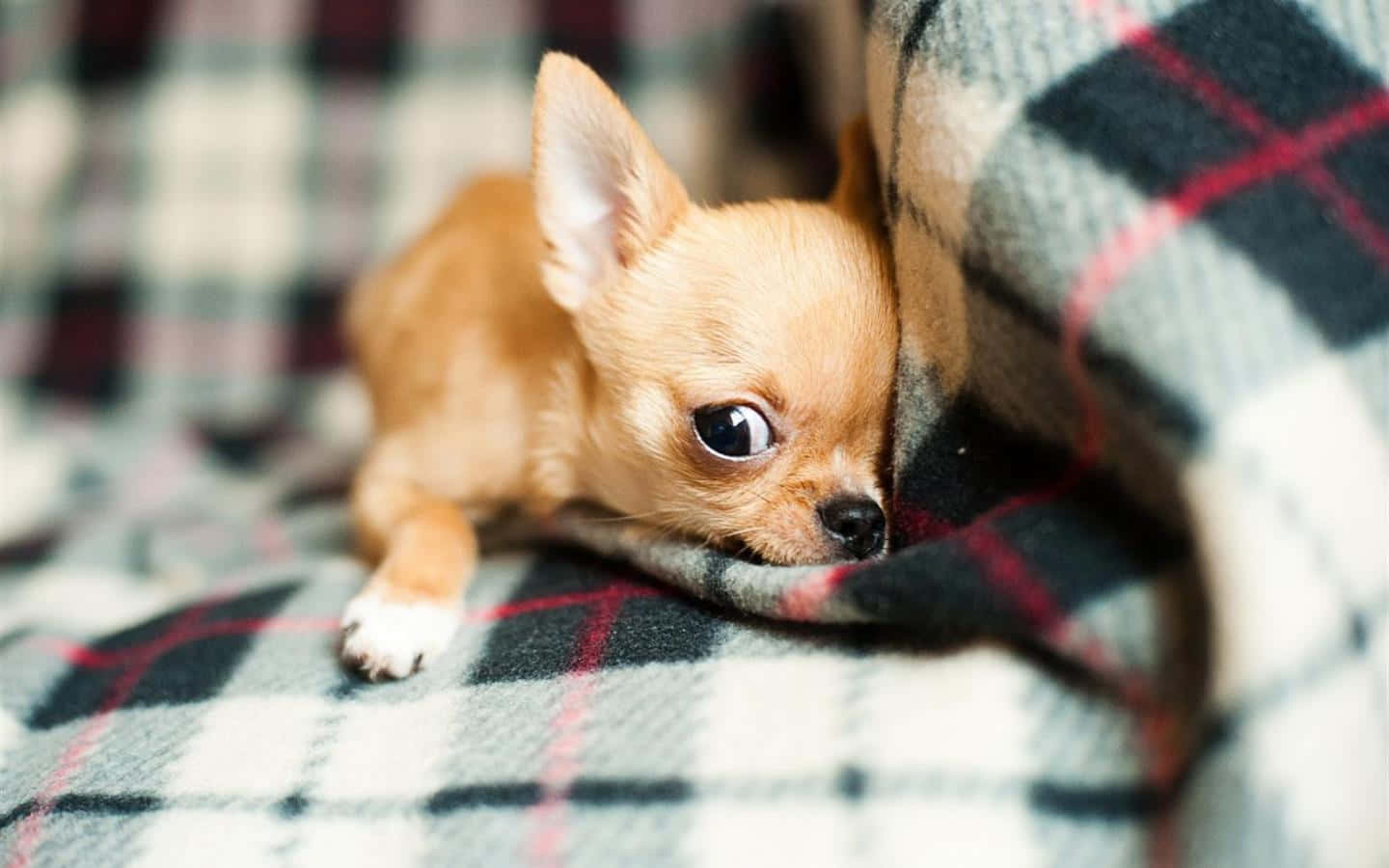 可愛的吉娃娃幼犬需要一個充滿愛的家 壁紙 — 一隻細小的棕褐色芝娃娃從舒適的格仔毯子下探出頭來，睜著一雙充滿好奇的大眼睛。