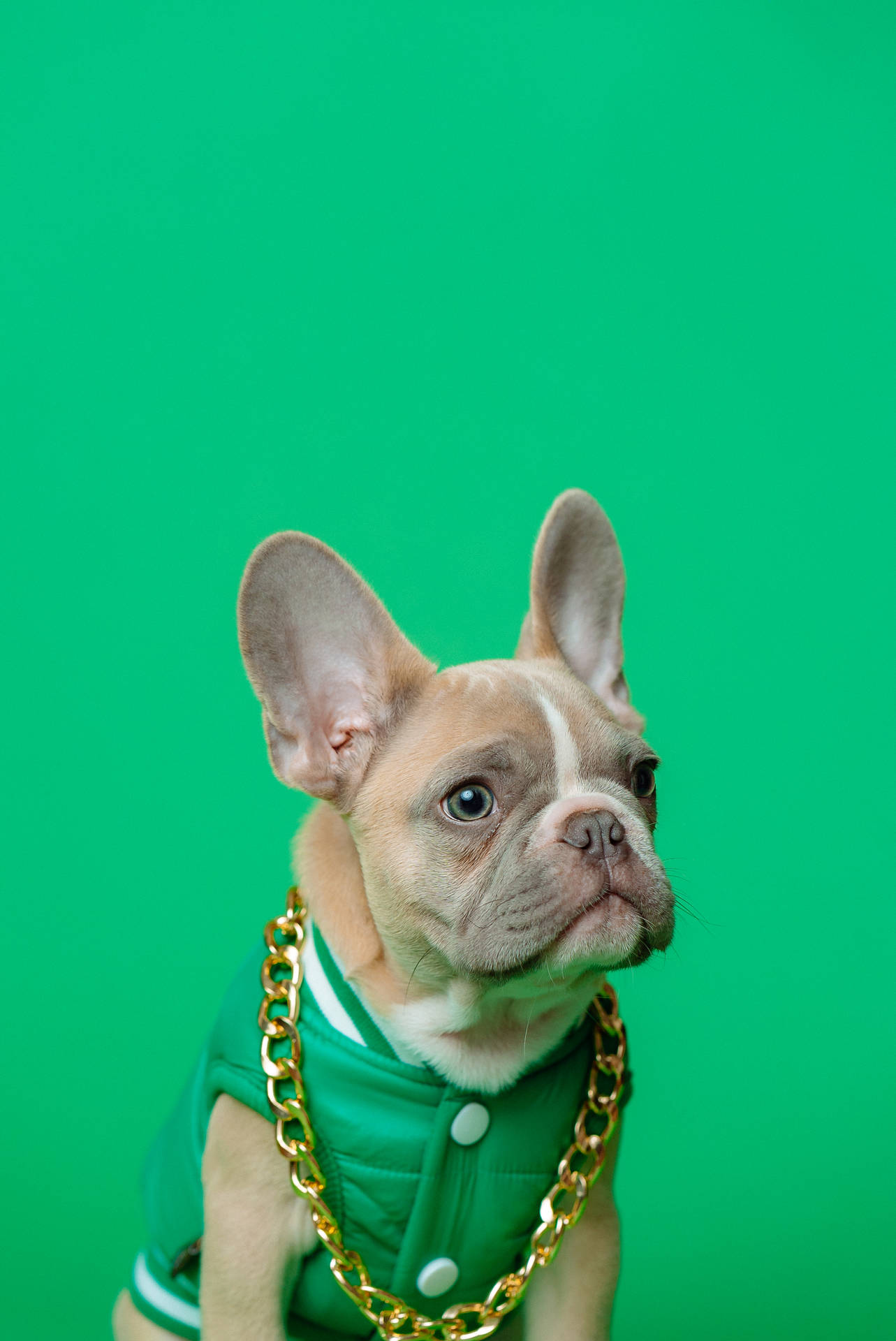 法國鬥牛犬幼犬穿著綠色外套和金色鏈條，背景為綠色。