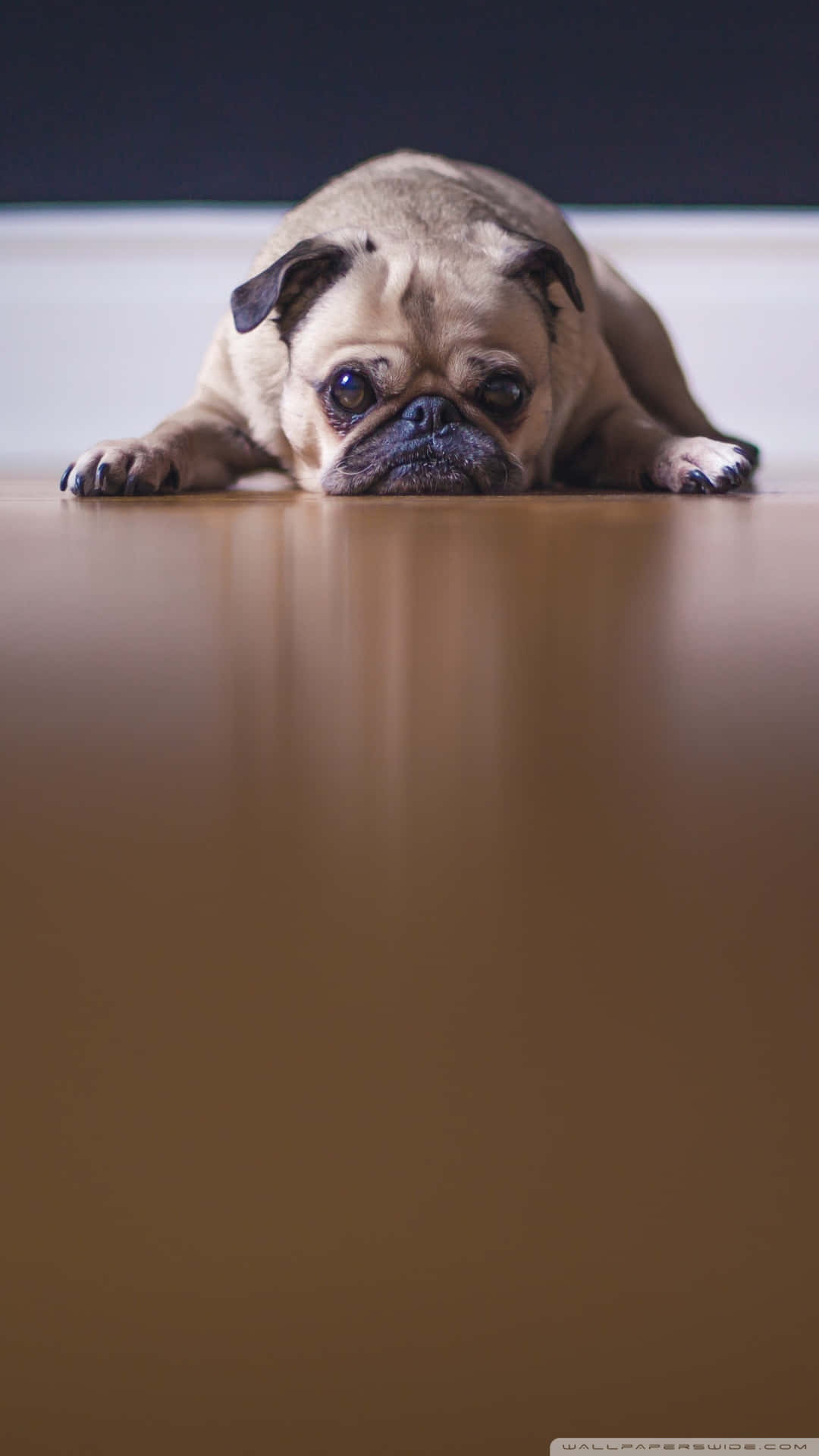 一隻八哥犬躺在木地板上，直視鏡頭。