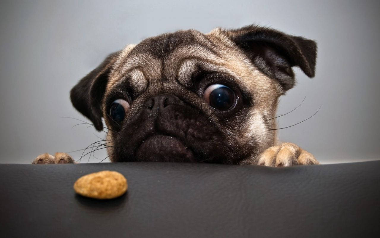 一隻巴哥犬越過表面看著零食，眼睛睜得大大的。 — 可愛狗狗gif 壁紙