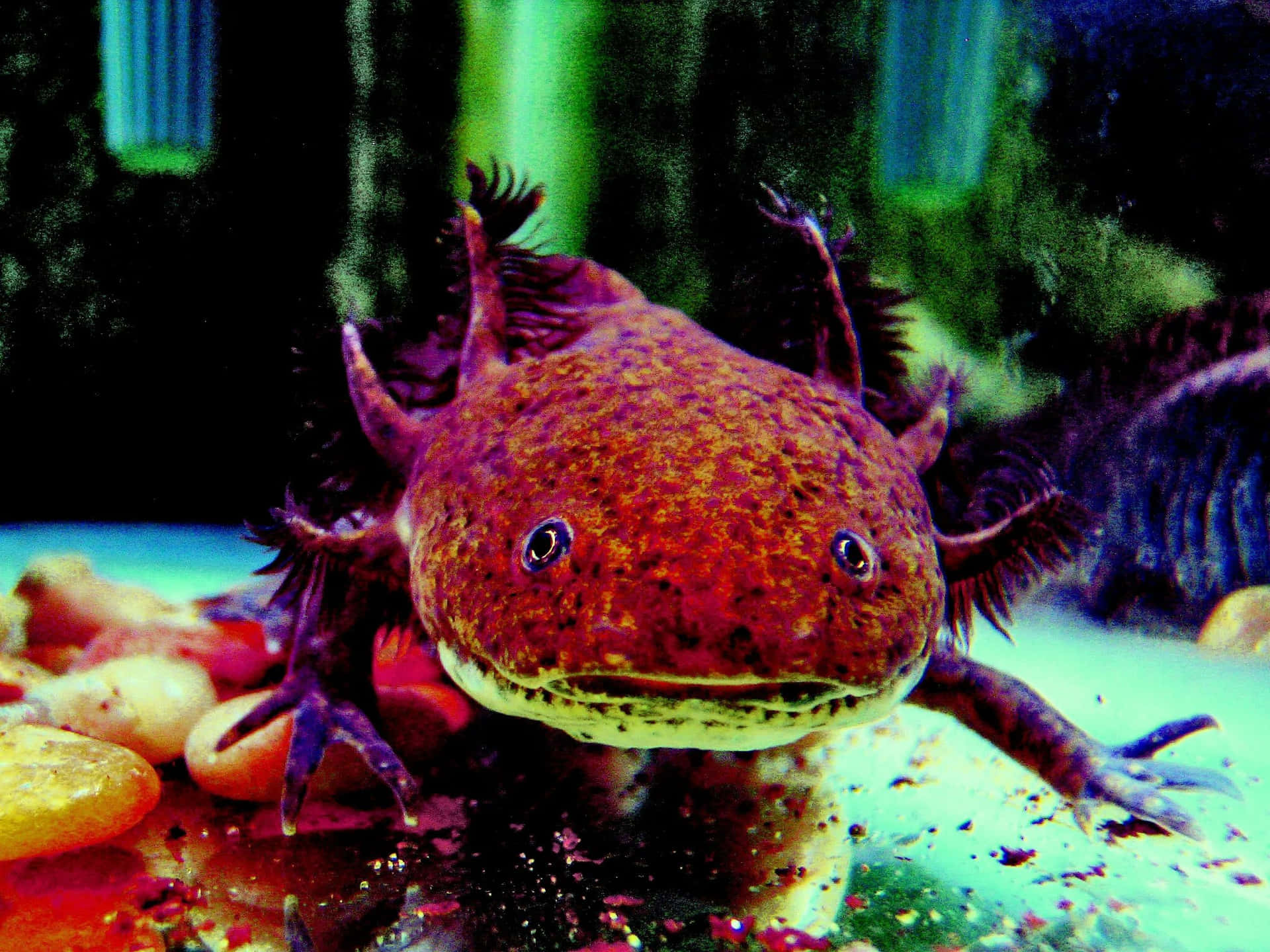 一隻有羽毛狀鰓嘅紅色蠑螈坐喺水族箱嘅鵝卵石上。