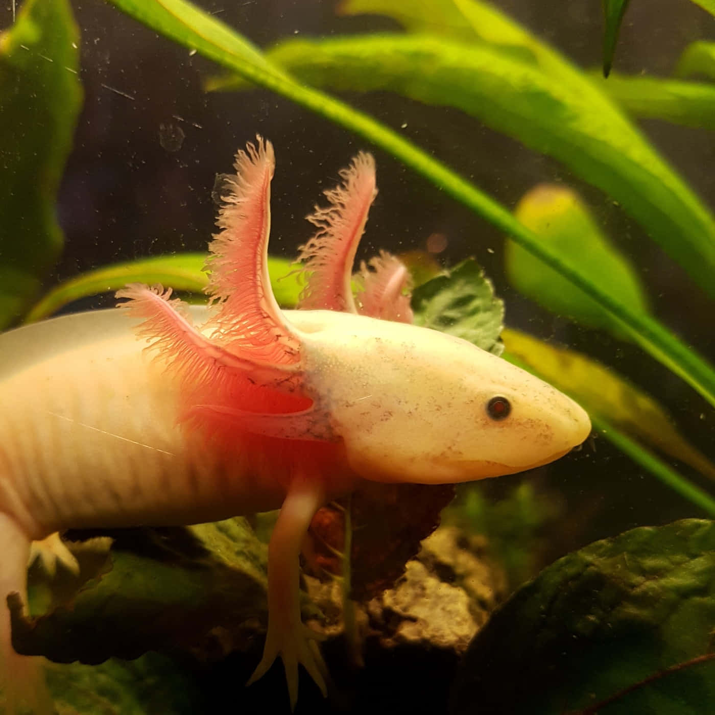 蒼白蠑螈（六角恐龍）有粉紅色鰓，在水族箱的綠色水生植物間游泳。