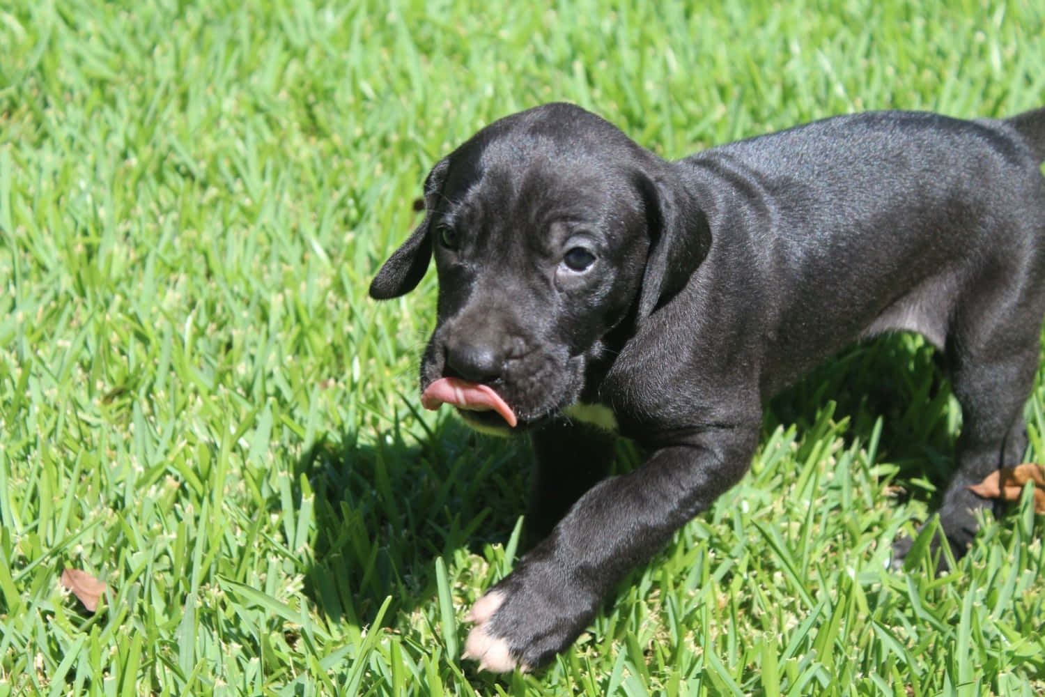 可愛的大丹犬幼犬 壁紙 — 一隻黑色小狗伸出粉紅色舌頭舔鼻子，在陽光下走過鮮綠色的草地。