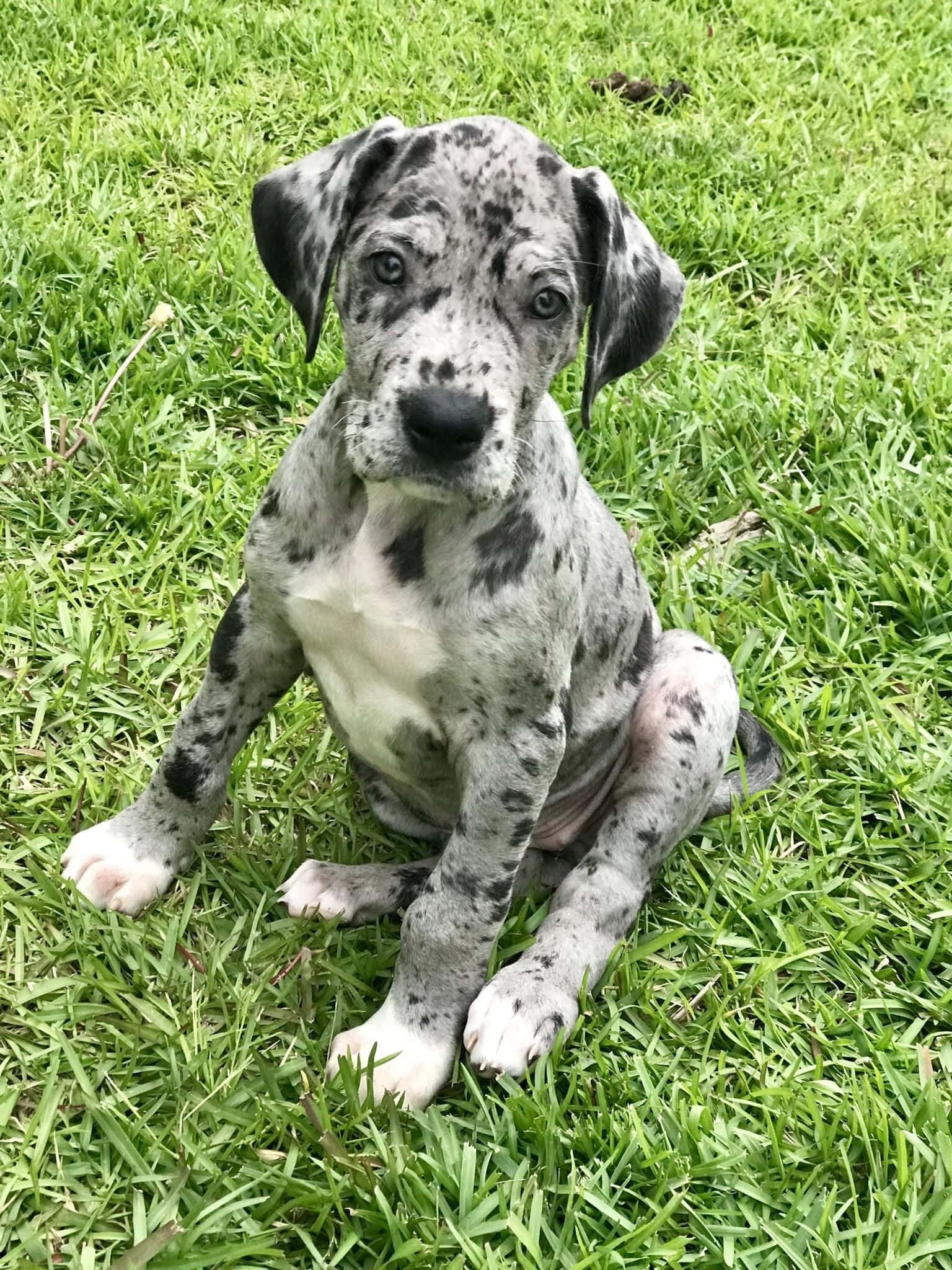 可愛的大丹犬幼犬 壁紙 — 一隻有斑點的大丹犬幼犬在柔和的自然光下專注地坐在充滿活力的綠色草地上。