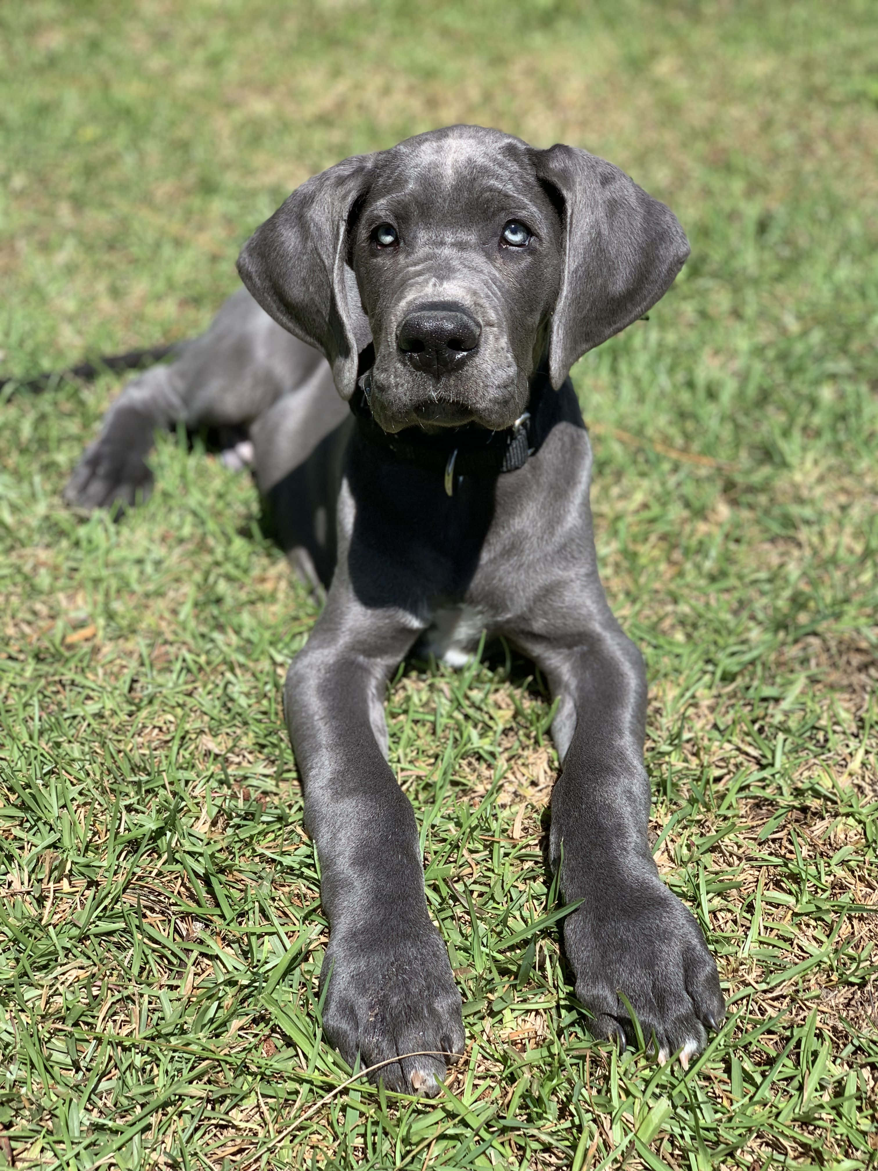 可愛的大丹犬幼犬正在午睡 壁紙 — 一隻年輕的灰色大丹犬幼犬，有著引人注目的藍色眼睛，警覺地躺在陽光照耀的綠色草地上，直視鏡頭。