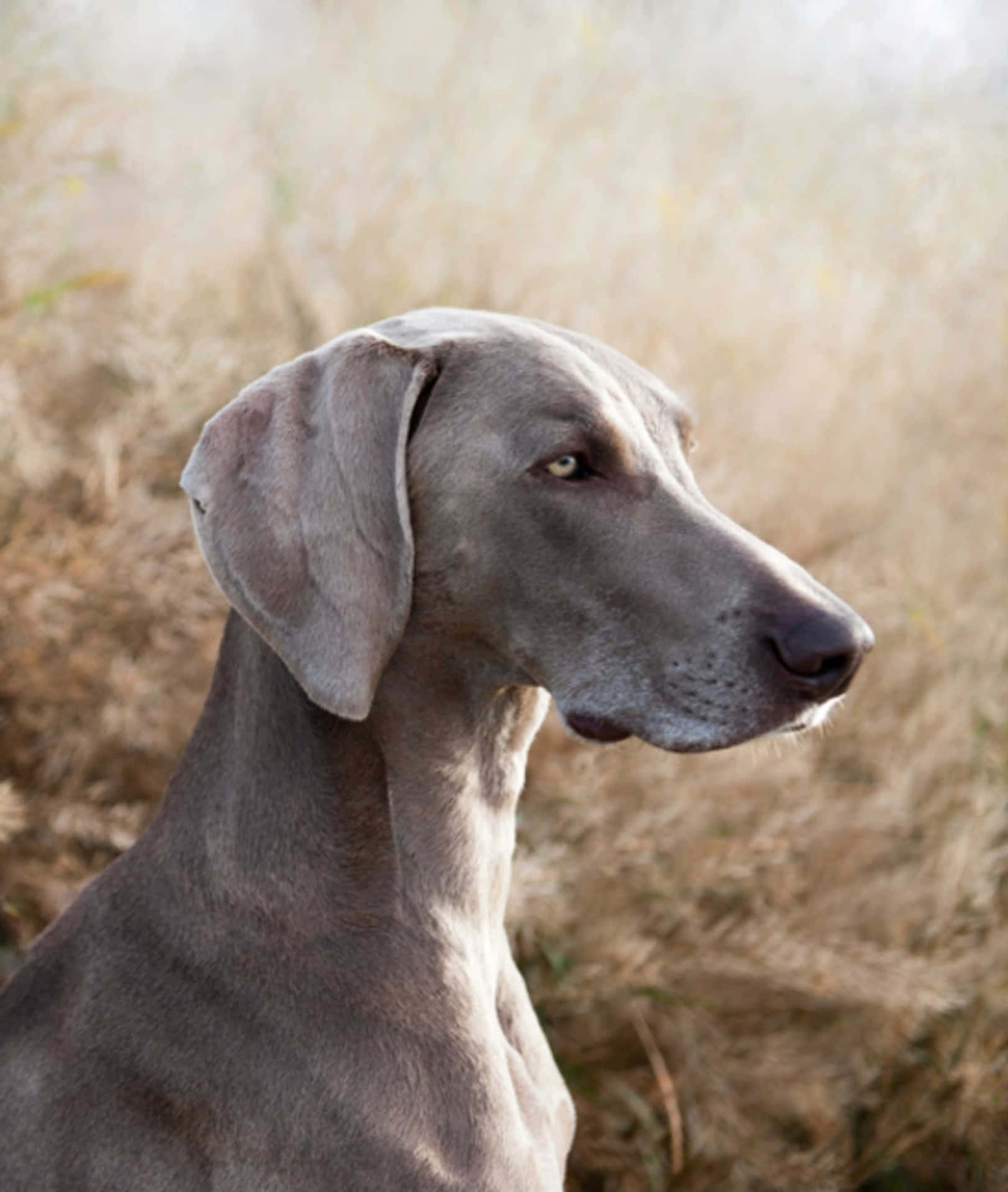 一隻威瑪獵犬在金色草地上的側影，日落時分。