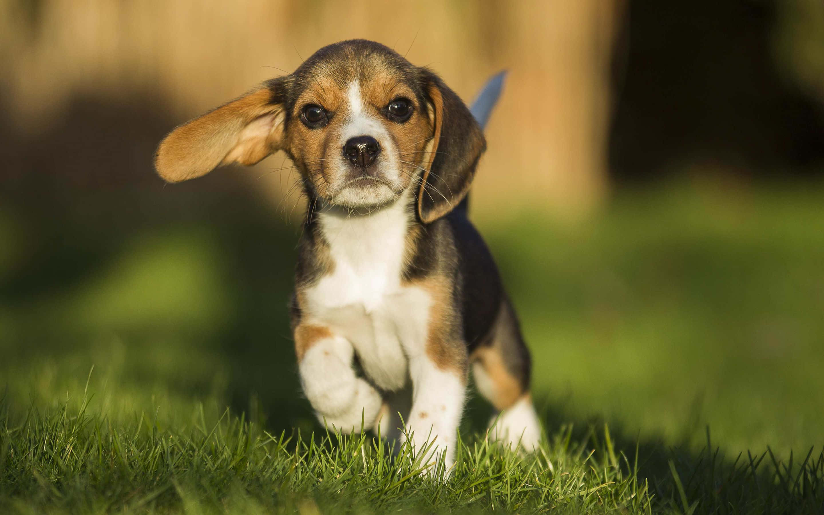 可愛的小比格幼犬尋求肚皮按摩 壁紙 — 一隻垂耳嘅頑皮比高犬幼犬穿過陽光普照嘅綠色草地跑向鏡頭。