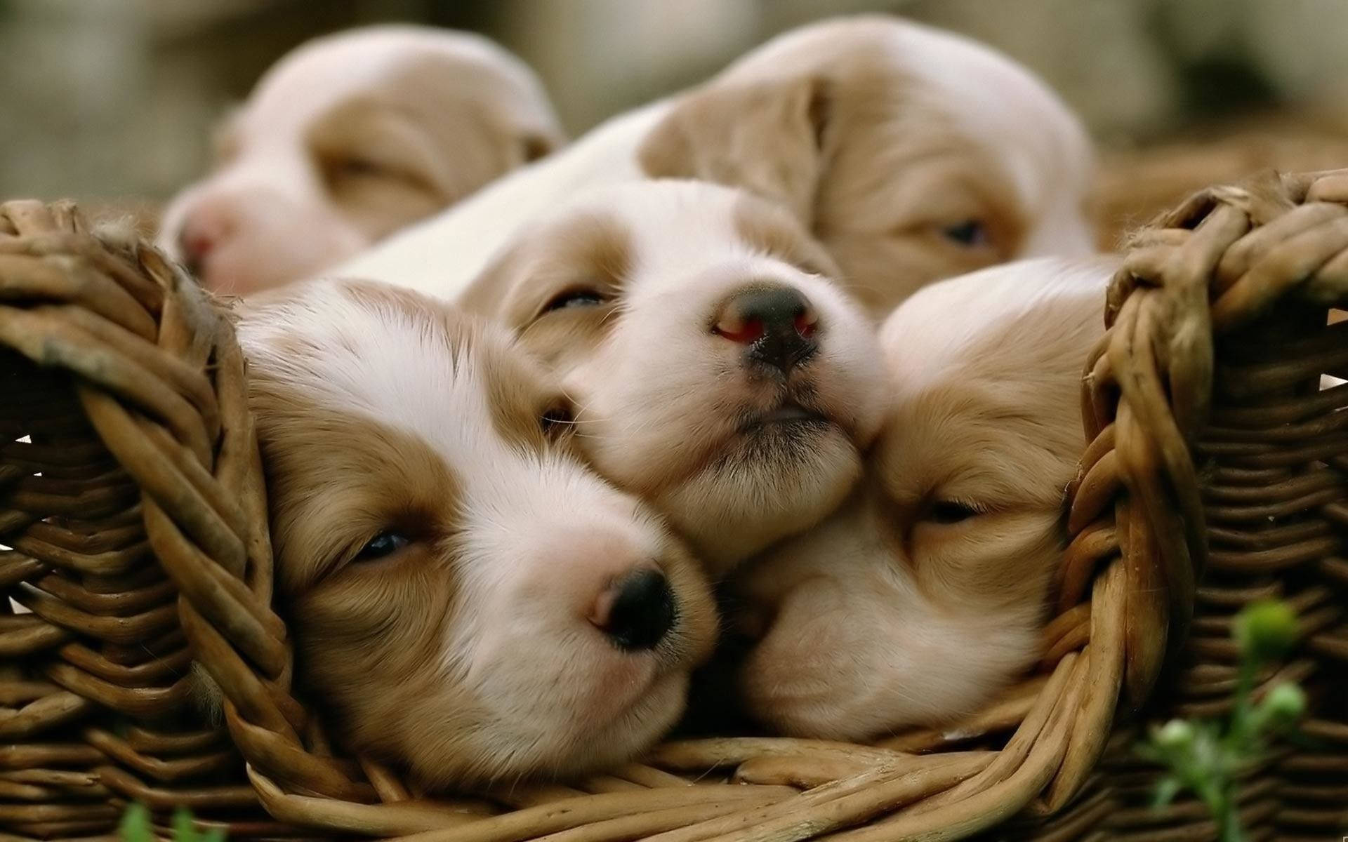 Puppies 桌布 壁紙 — 可愛的小狗，擁有柔軟的棕色和白色毛髮，在編織的柳條籃子裡安詳地依偎在一起睡覺。