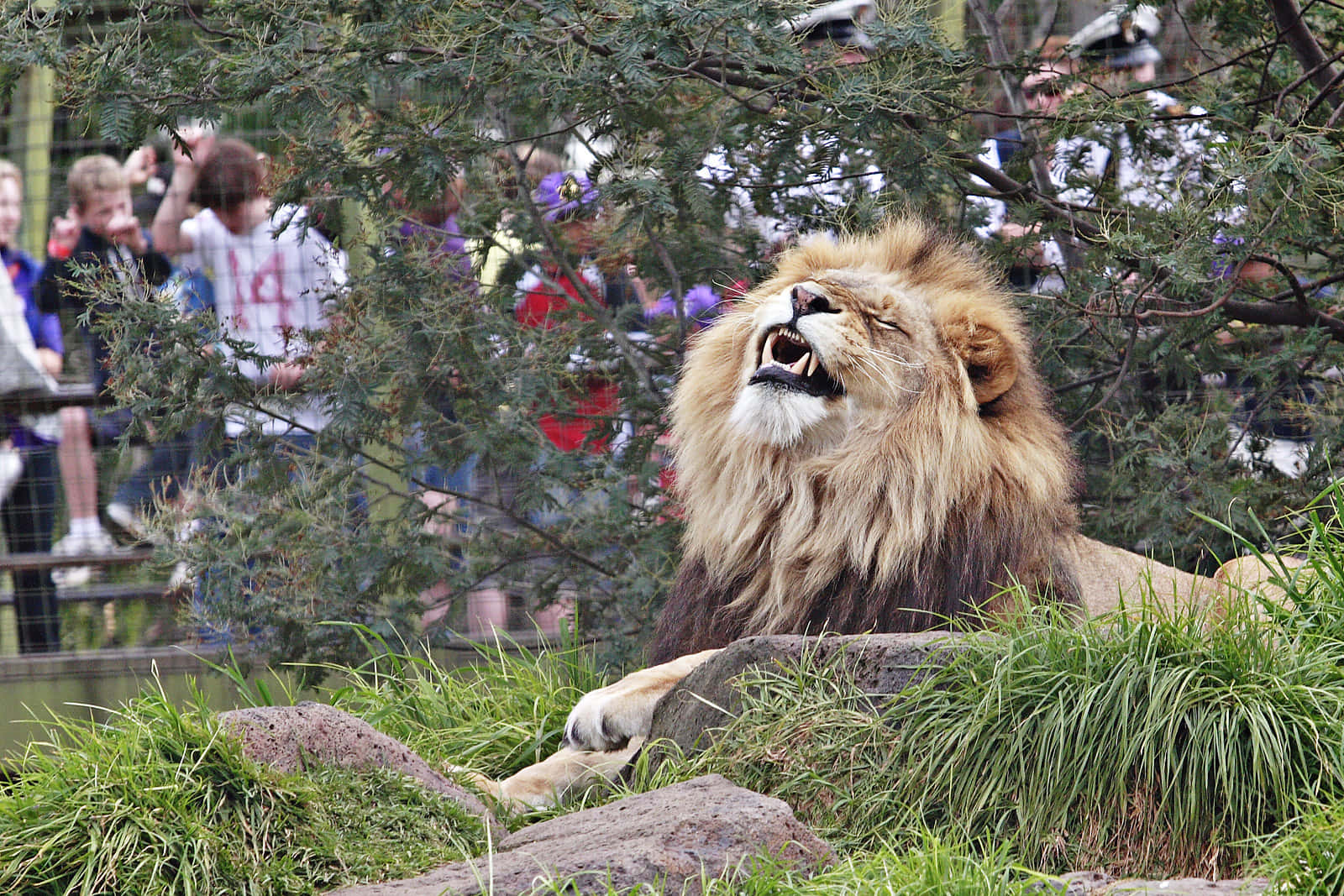 可愛的小獅寶寶在動物園探索！ 壁紙 — 一頭擁有濃密鬃毛的雄偉雄獅在綠色樹葉後強力咆哮，遊客在圍欄後觀看。