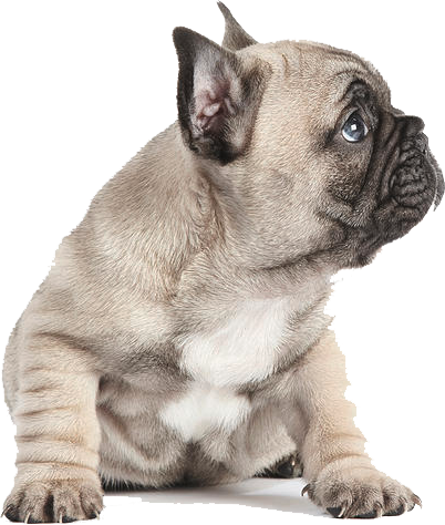 可愛的小鹿鬥牛犬幼犬 壁紙