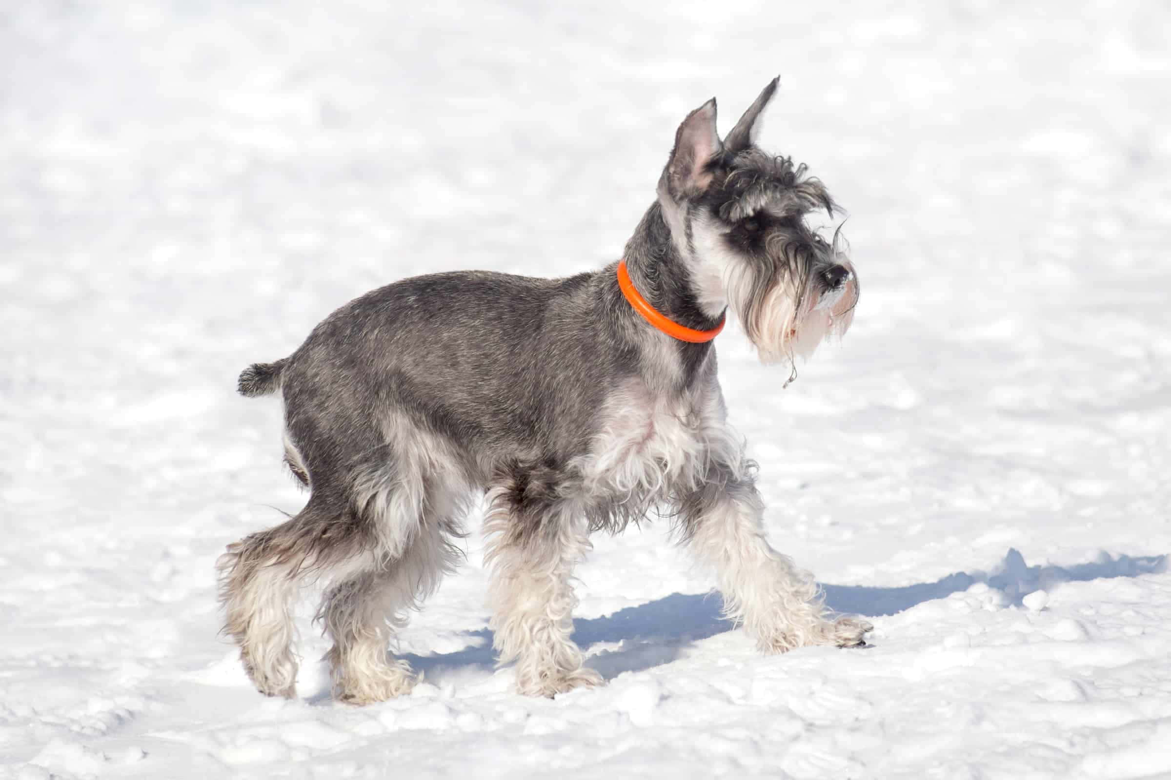 可愛的巧克力雪納瑞幼犬 壁紙 — 一隻充滿活力的灰白色雪納瑞，戴著橙色項圈，在晴朗的天空下穿過明亮的雪地。