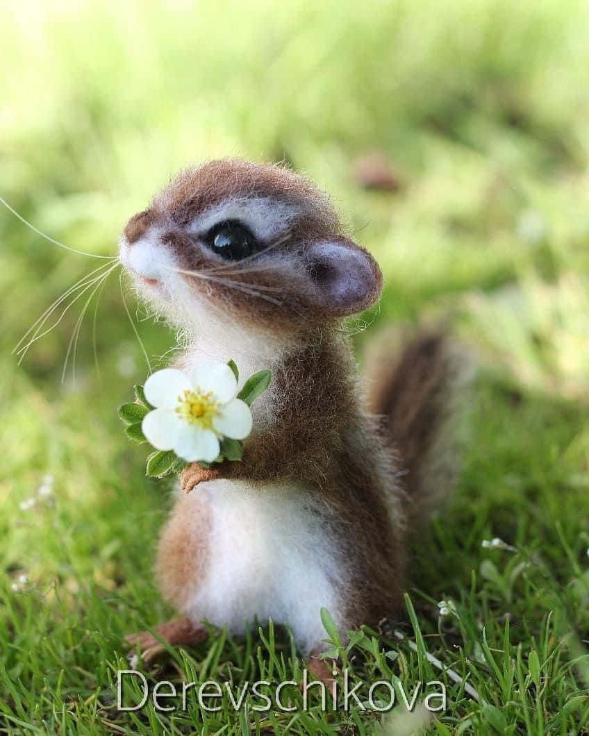 可愛的幼年動物 壁紙 — 一隻細小的啡白色羊毛氈松鼠在陽光照耀的草地上拿著一朵精緻的白花。