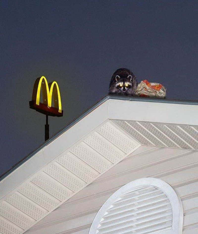 夜晚麥當勞屋頂上的浣熊，發光眼睛和漢堡袋。