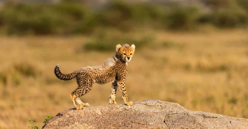 可愛的幼獵豹 壁紙 — 一隻年輕的獵豹幼崽警覺地站在陽光明媚的岩石上，身處金色的稀樹草原草地。