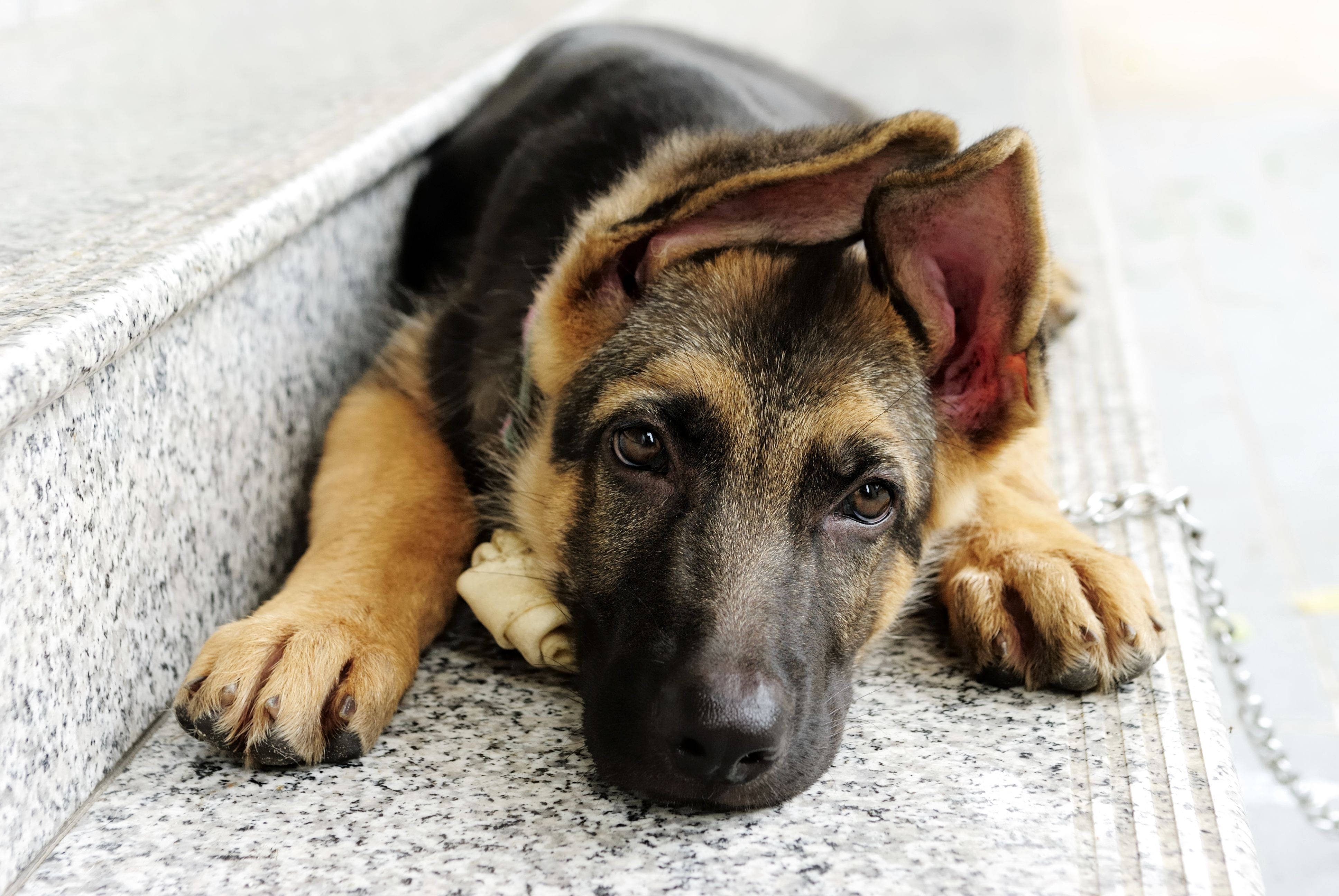 可愛的德國牧羊犬 壁紙 — 一隻耳朵下垂的年輕德國牧羊犬幼犬，將頭擱在斑駁的石階上，用充滿靈魂的眼睛溫柔地凝視著。