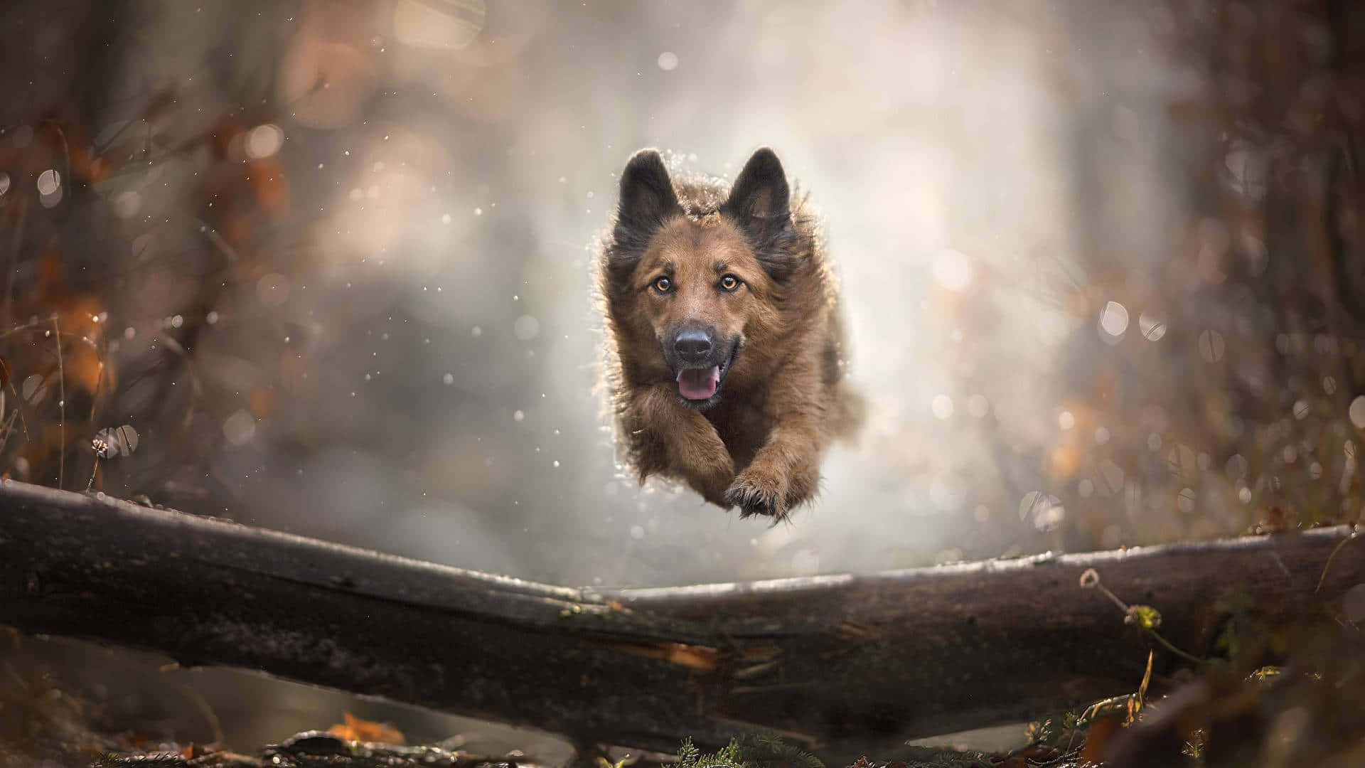 德國牧羊犬在陽光明媚的森林中跳過一根倒下的木頭，秋葉飄落。