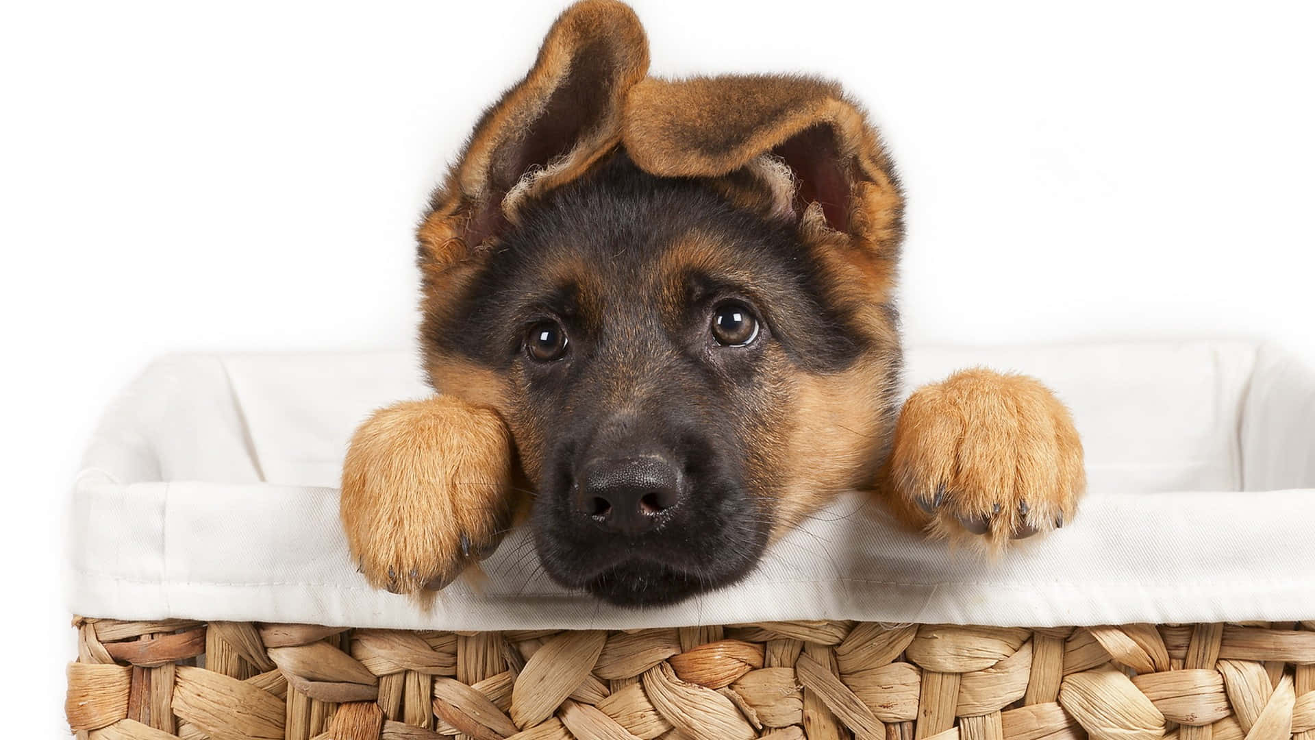 一隻德國牧羊犬幼犬從編織籃上方探出頭來，睜著大大的好奇眼睛。