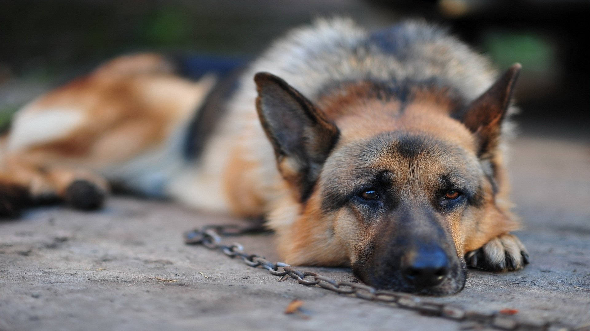 可愛的德國牧羊犬垂頭 壁紙 — 一隻德國牧羊犬將頭擱在粗糙混凝土上的鏈條牽引繩上，背景是模糊的自然景色。