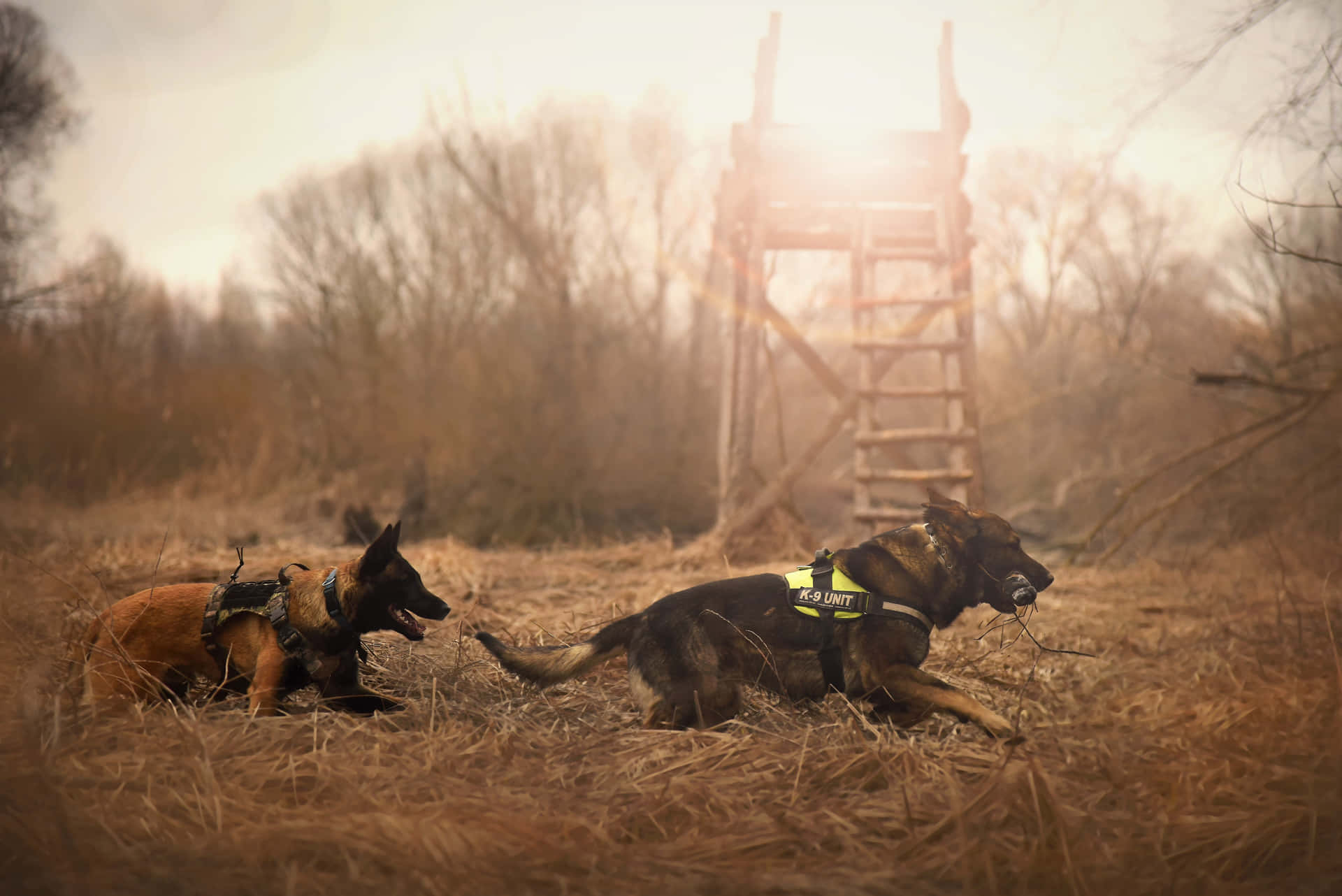 兩隻穿著背帶的警犬在日落時分的田野中休息。