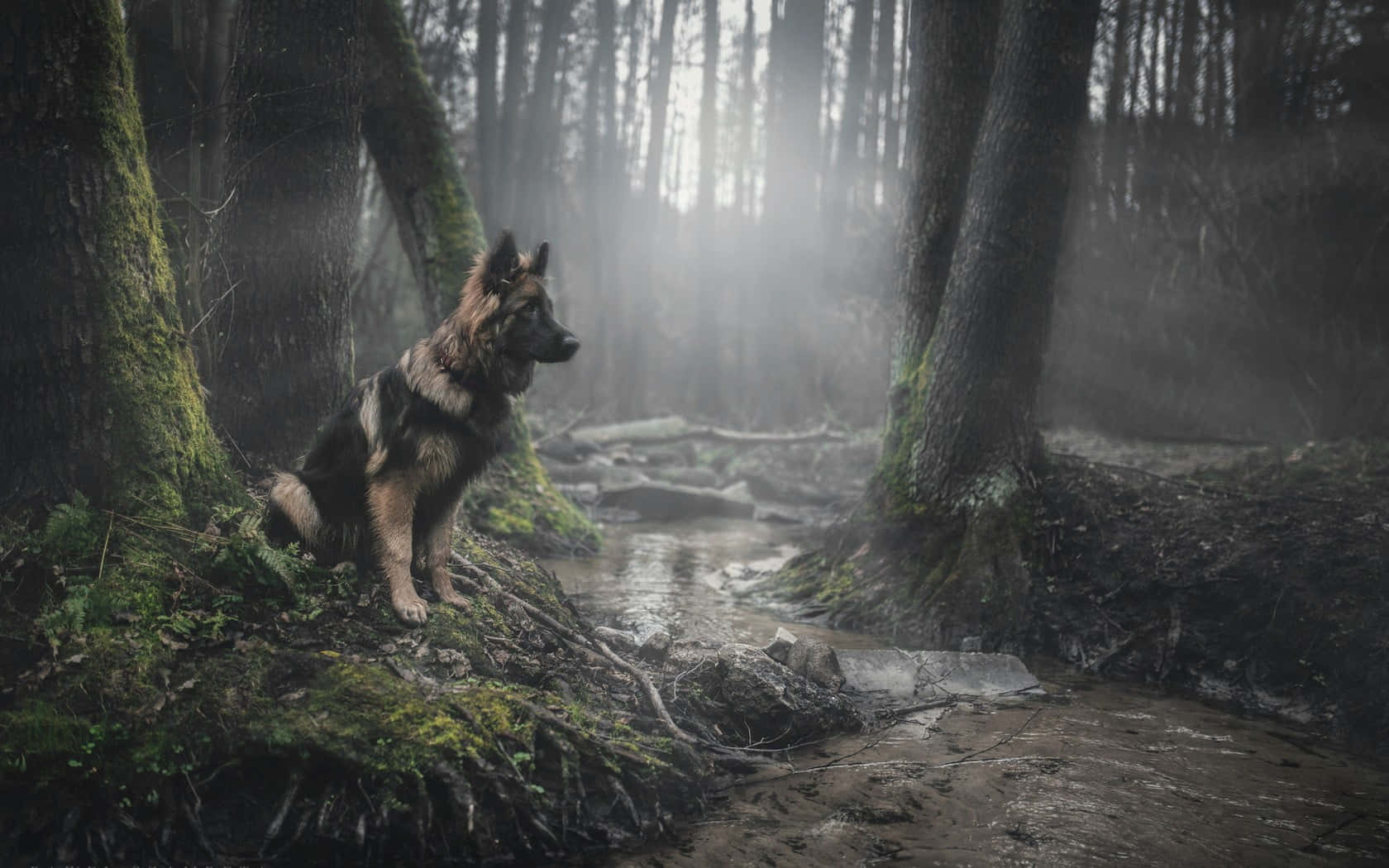 德國牧羊犬在黃昏時坐在霧氣瀰漫的森林溪流旁。