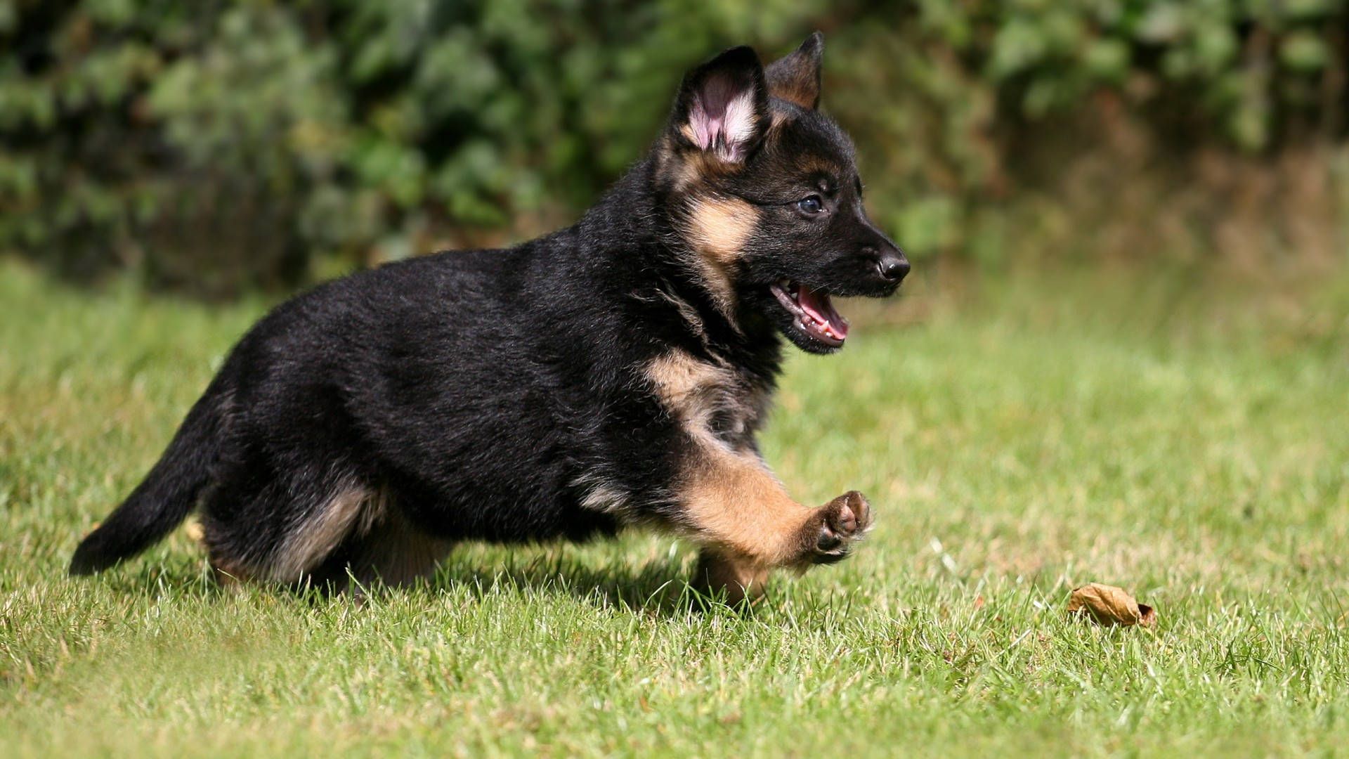 可愛的德國牧羊犬幼犬 壁紙 — 一隻頑皮的德國牧羊犬幼犬在陽光照耀的草地上歡快地奔跑，伸出舌頭，眼睛明亮。