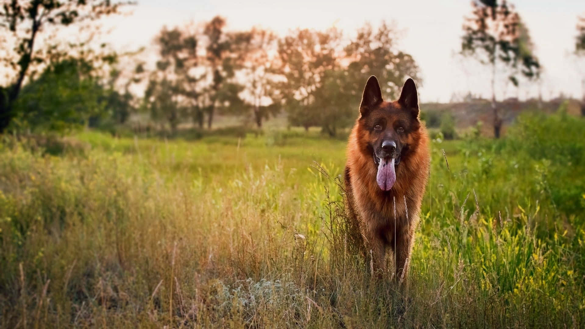德國牧羊犬站在高高的草叢中，日落時分