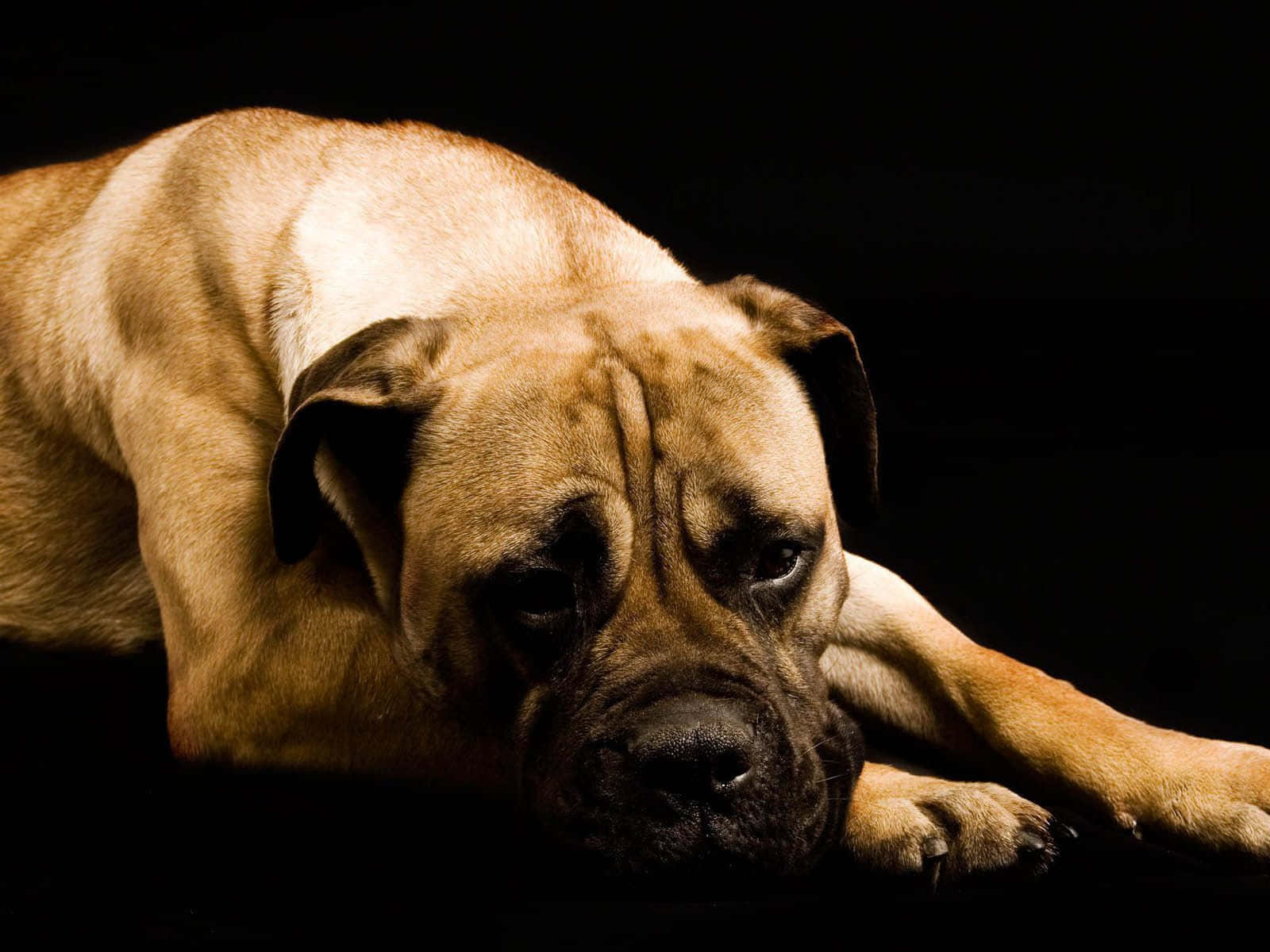 可愛的拳師犬幼犬 壁紙 — 一隻淺黃褐色獒犬將頭靠在黑色背景上，戲劇性的燈光凸顯其皺紋臉龐和肌肉發達的體格。