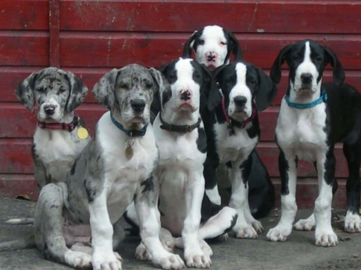 可愛的新大丹犬幼犬 壁紙 — 五隻大丹犬幼犬，身上有斑點和黑白相間的毛髮，專注地坐在一個風化的紅色木柵欄前。