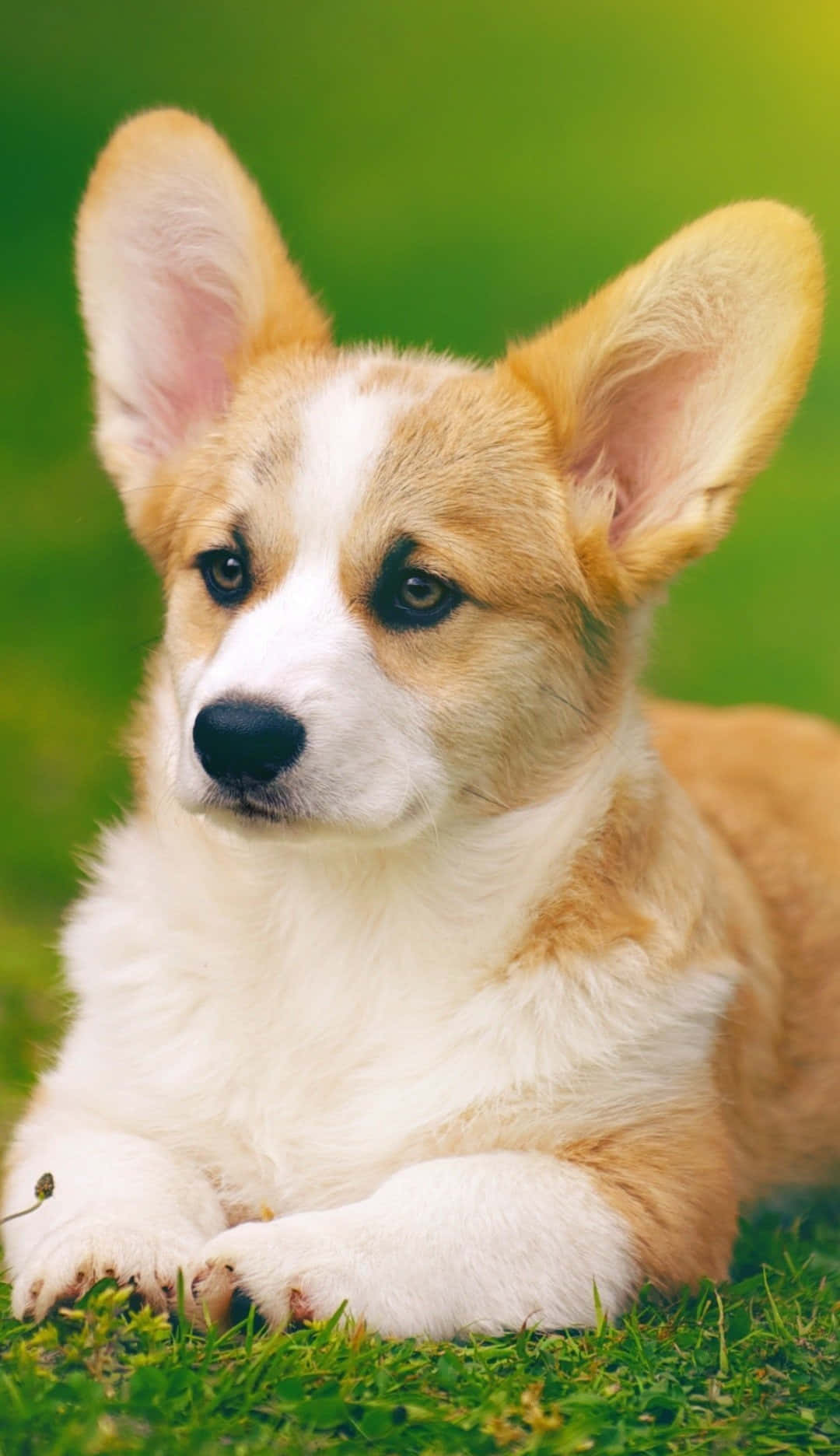 一隻柯基幼犬在綠色草地上休息，有大耳朵和深色眼睛。