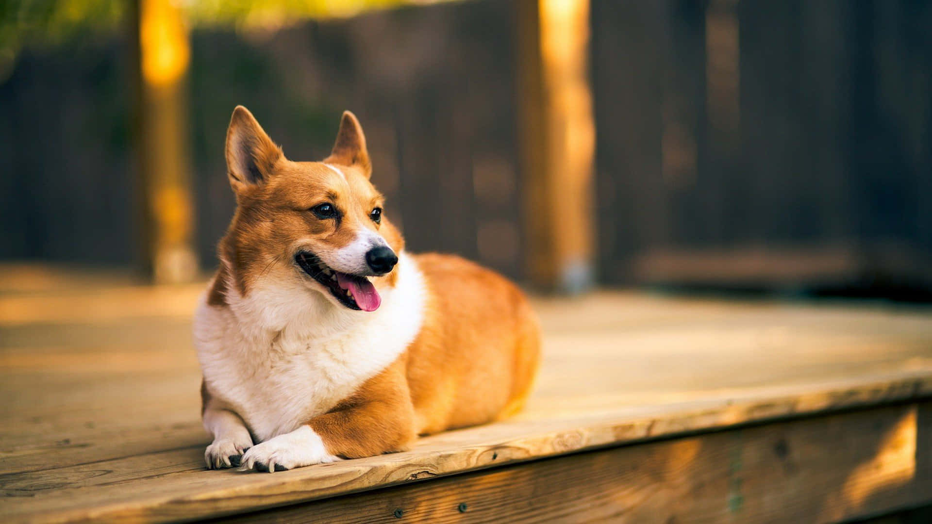 一隻微笑的柯基犬在溫暖陽光下躺在木甲板上休息。