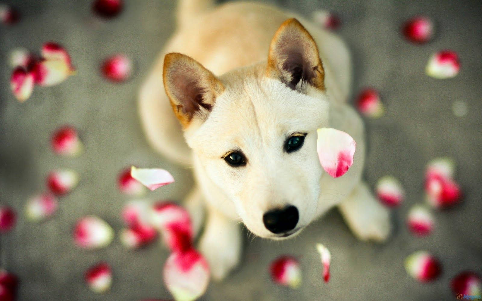 可愛的柴犬落花 壁紙 — 一隻毛茸茸的白色小狗，深色眼睛，在灰色表面上被散落的粉紅色和白色玫瑰花瓣包圍，抬頭仰望。