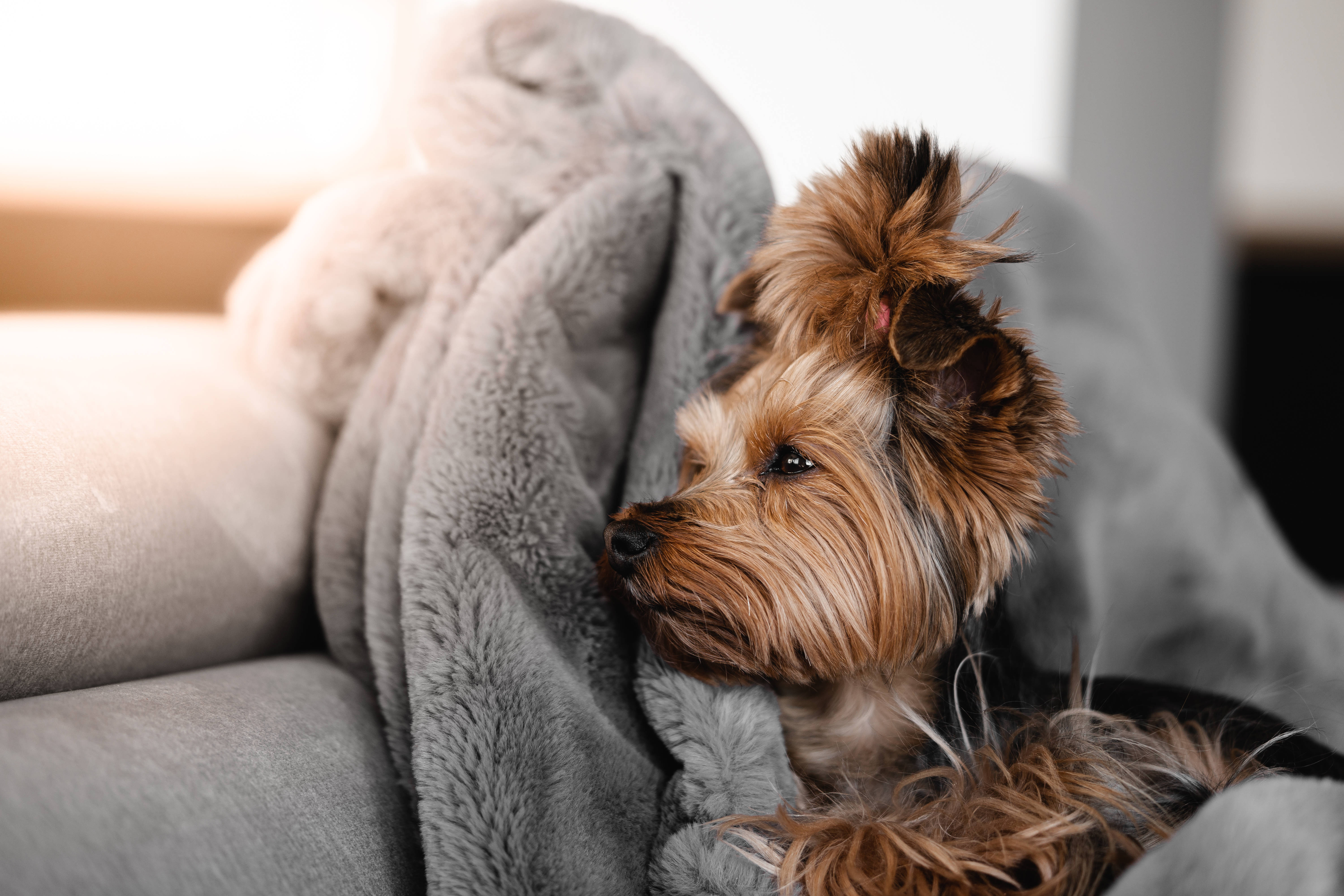 可愛的棕色幼犬 壁紙 — 一隻細小毛茸茸的約克夏㹴在沙發上鋪著的柔軟灰色毛毯上平靜地休息，沐浴在溫暖的自然光中。