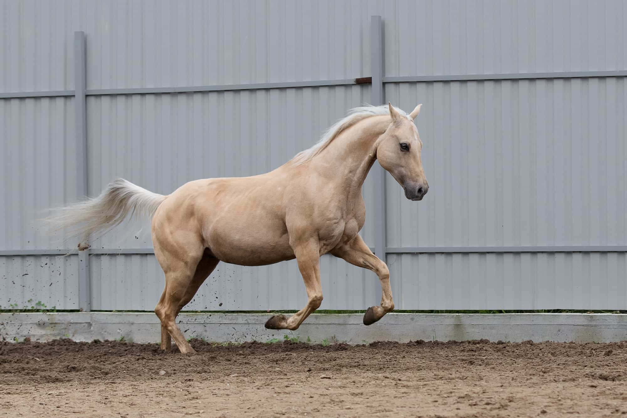 可愛的棕馬小馬奔跑攝影 壁紙 — 一匹淡奶油色的馬在泥地上強勁奔馳，身後有灰色金屬圍欄。