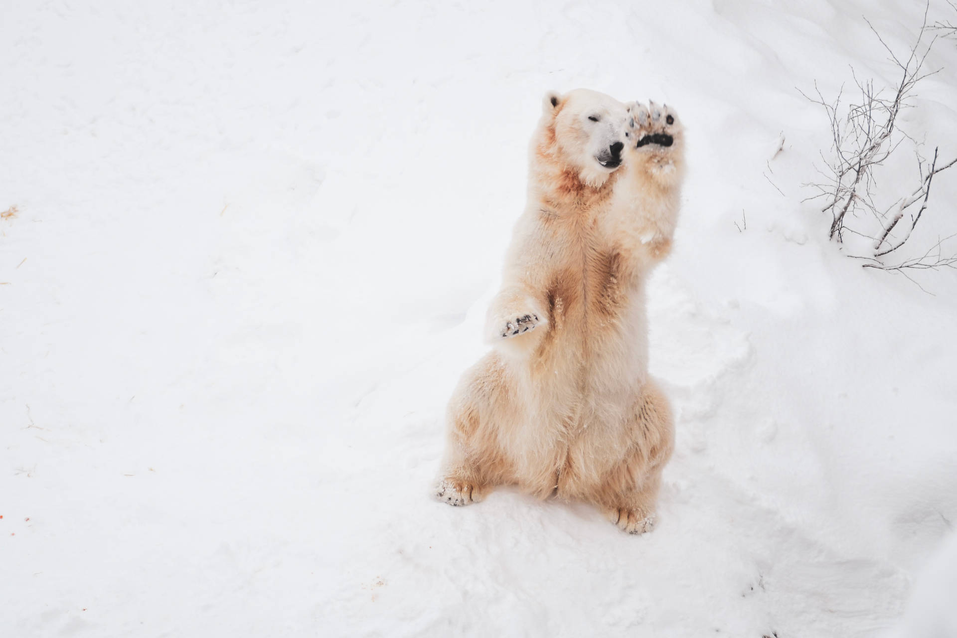 北極熊在雪地中用後腿站立