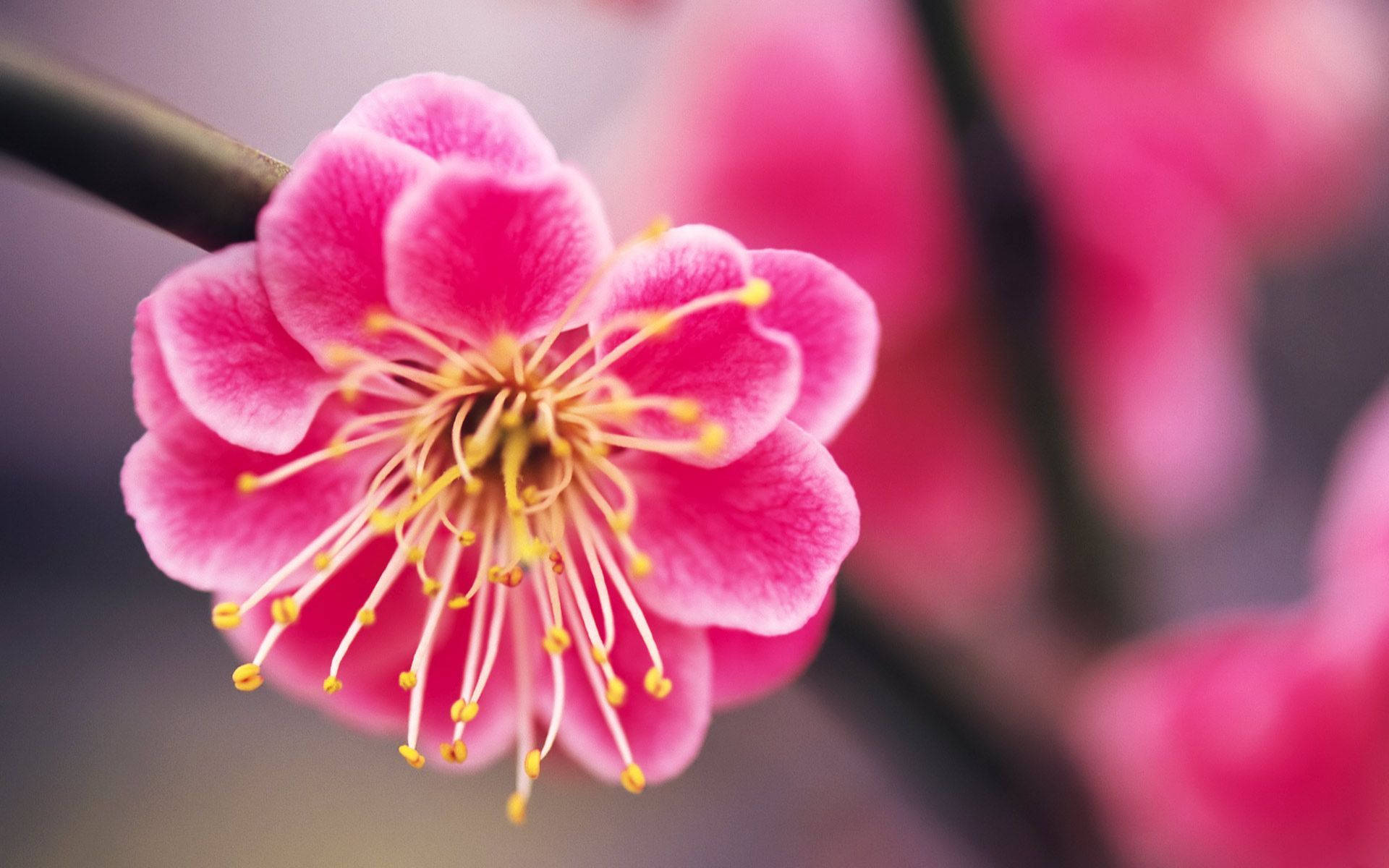 可愛的櫻花 — 花 壁紙