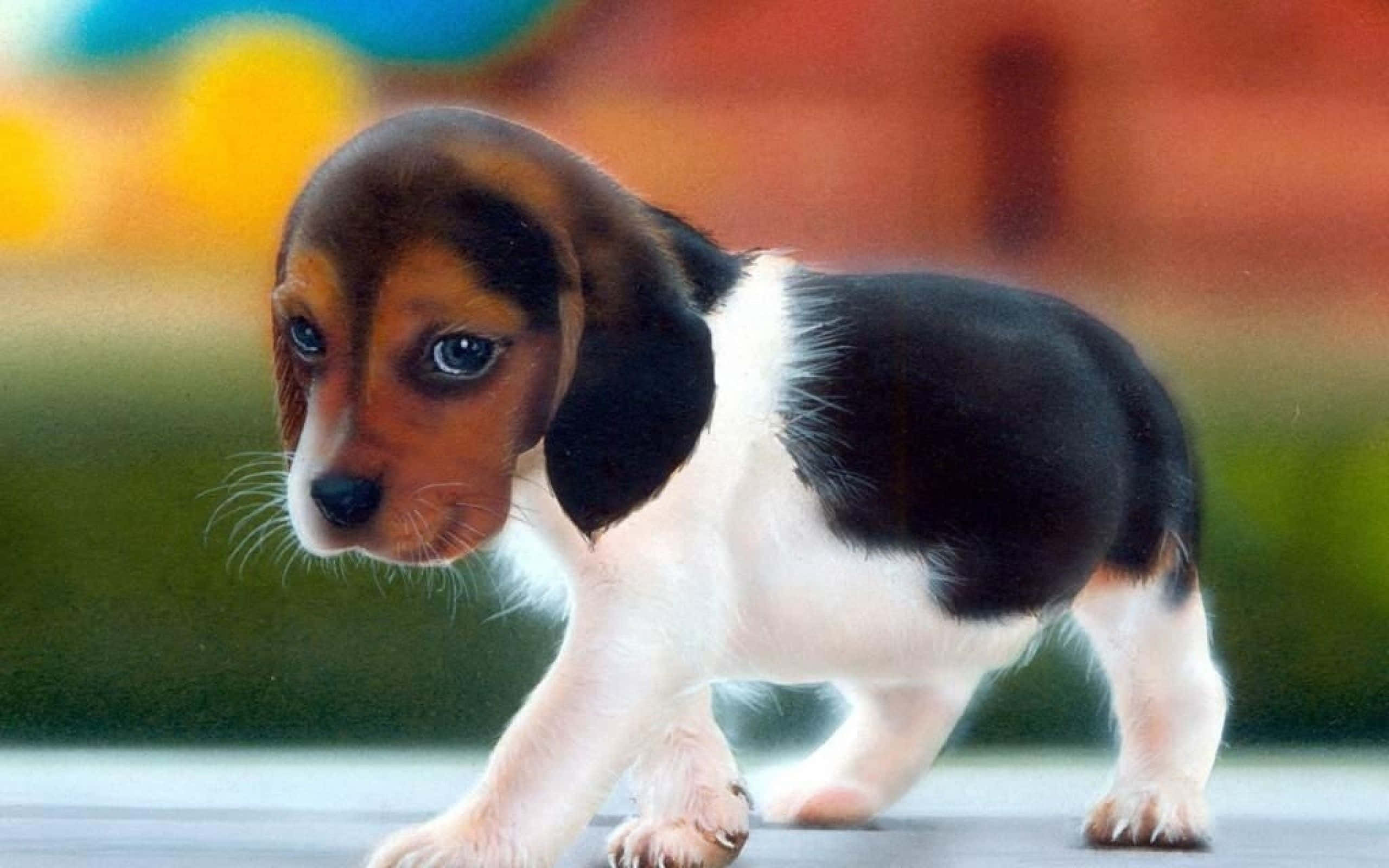 可愛的比格幼犬 壁紙 — 一隻細小三色比高犬幼犬，有著大大的藍色眼睛，好奇地在鋪砌路面上行走，背景是色彩繽紛的模糊效果。