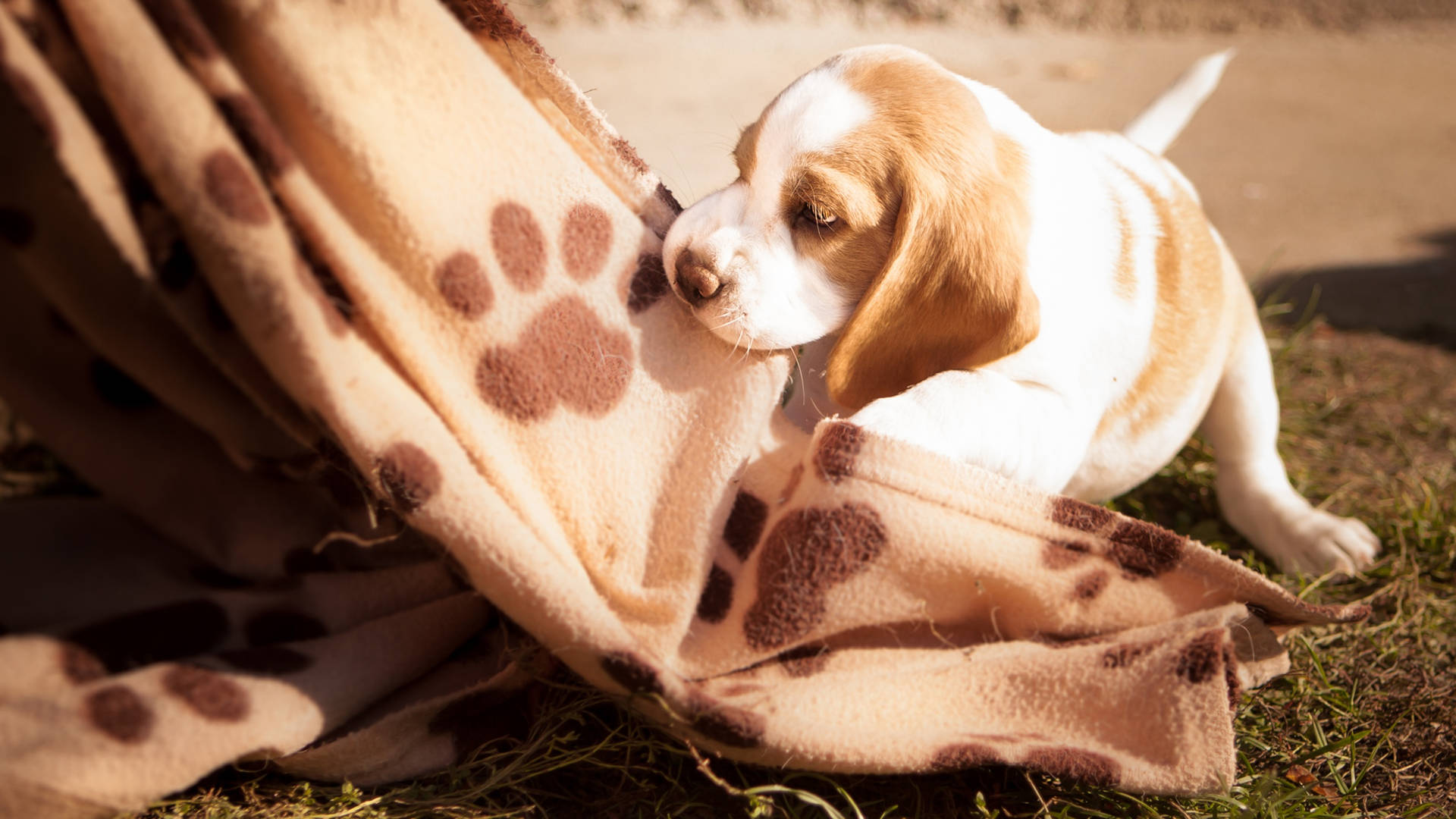 比格犬幼犬在陽光下嗅著草地上帶爪印的毯子。