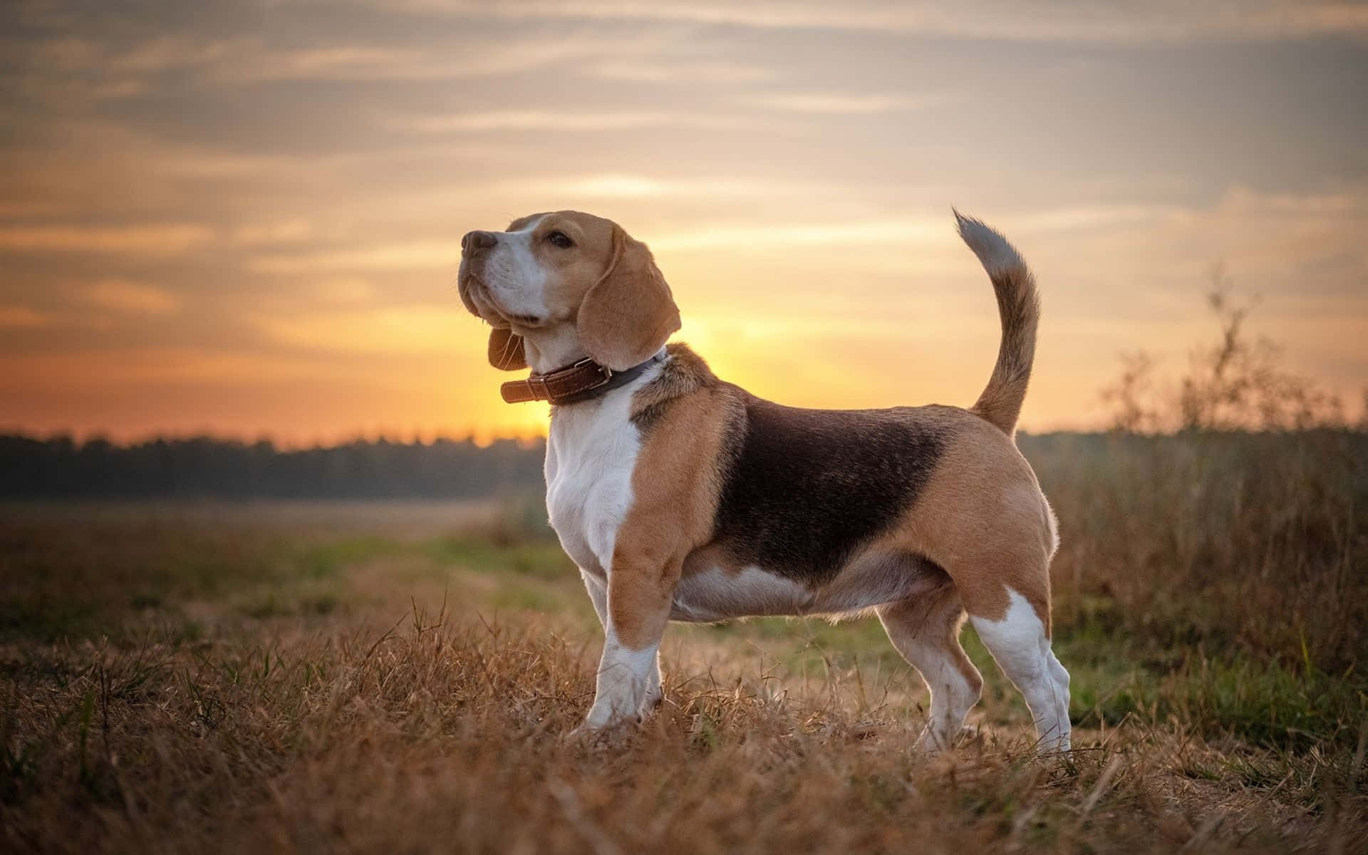 可愛的比格犬望向鏡頭，展現俏皮表情 壁紙 — 一隻比格犬在日落時分的金色田野中警覺地站立，溫暖的光線在草地上投下長長的影子。