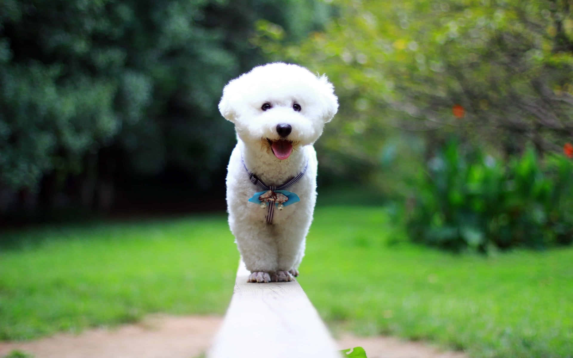一隻快樂的白色比熊犬站在綠色花園的石徑上。