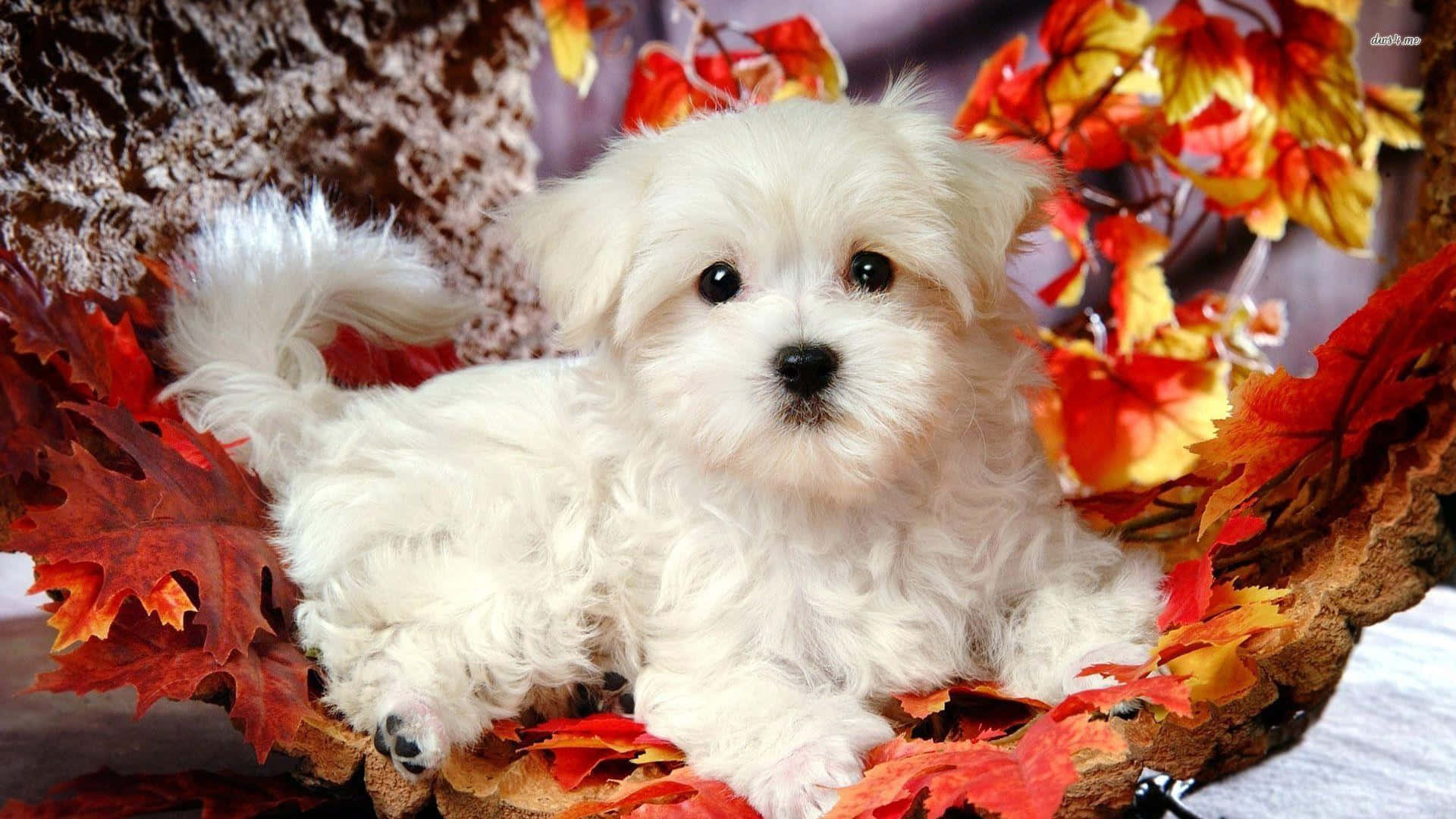 可愛的毛茸茸馬爾濟斯幼犬 壁紙 — 一隻毛茸茸的白色小狗在鮮豔的紅色和橙色秋葉中，在舒適的籃子環境中休息。