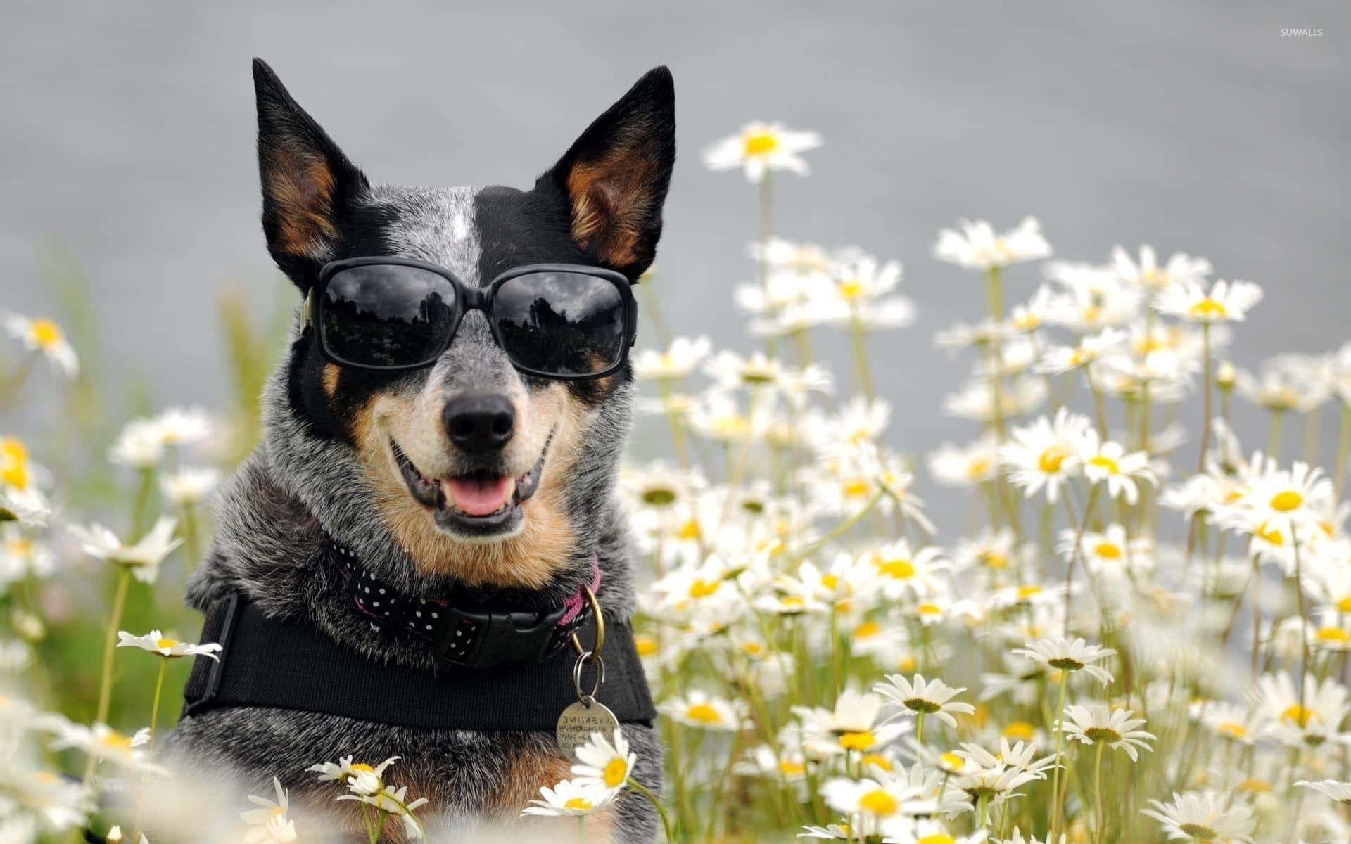可愛的澳洲牧牛犬 壁紙 — 一隻戴著太陽眼鏡的開心藍色赫勒犬在白色雛菊田裡微笑。