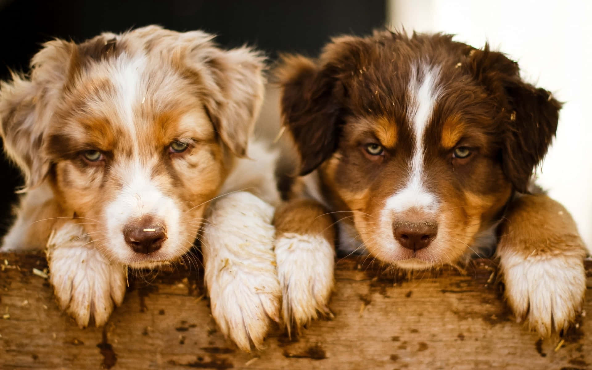 兩隻滿身泥濘的澳洲牧羊犬幼犬將爪子放在木質表面上，向前看。