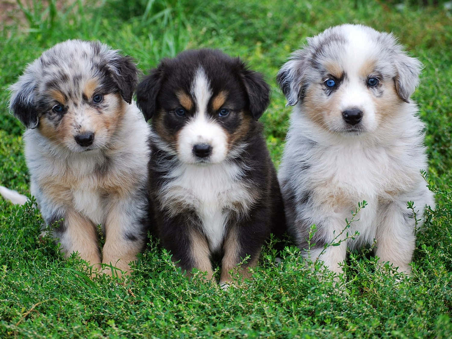 三隻可愛的澳洲牧羊犬幼犬，藍色眼睛，坐在綠色草地上。