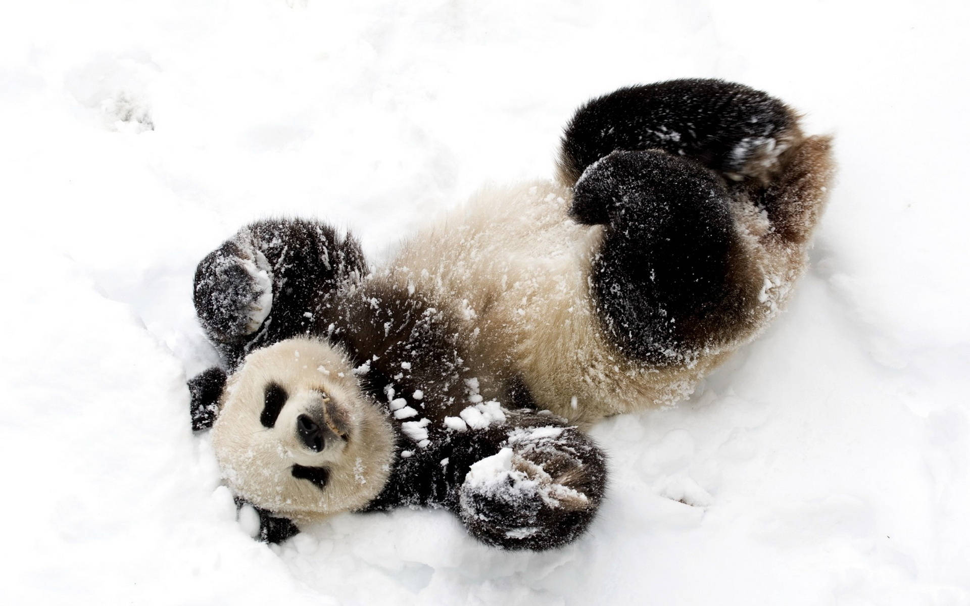 可愛的熊貓在雪地上滾動 壁紙 — 一隻頑皮的大熊貓寶寶在厚厚的雪中打滾，雪花黏在牠的毛上。