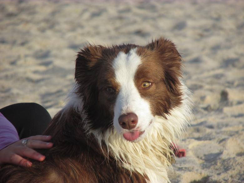 在陽光明媚的海灘上撫摸啡白色邊境牧羊犬的人。