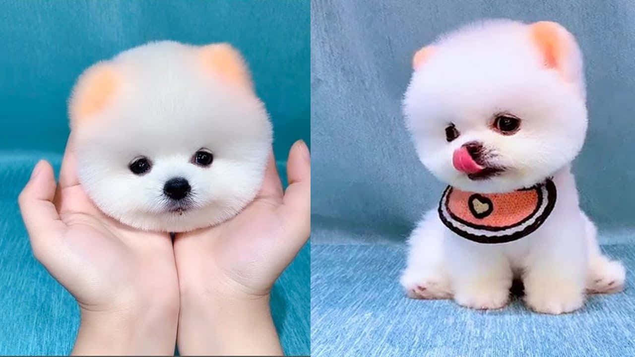 兩隻毛茸茸的白色比熊犬幼犬，一隻被捧在手中，另一隻戴著心形圍兜。