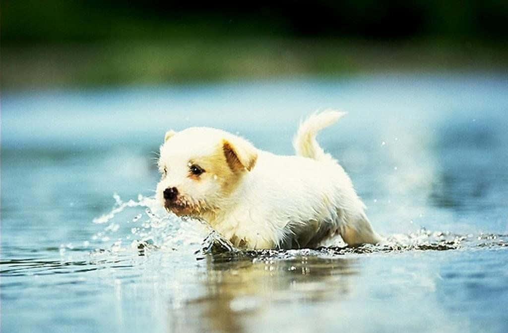 可愛的白色幼犬仰望鏡頭 壁紙 — 一隻毛茸茸的白色小狗在淺水中嬉戲，充滿歡樂的能量和頑皮的尾巴。