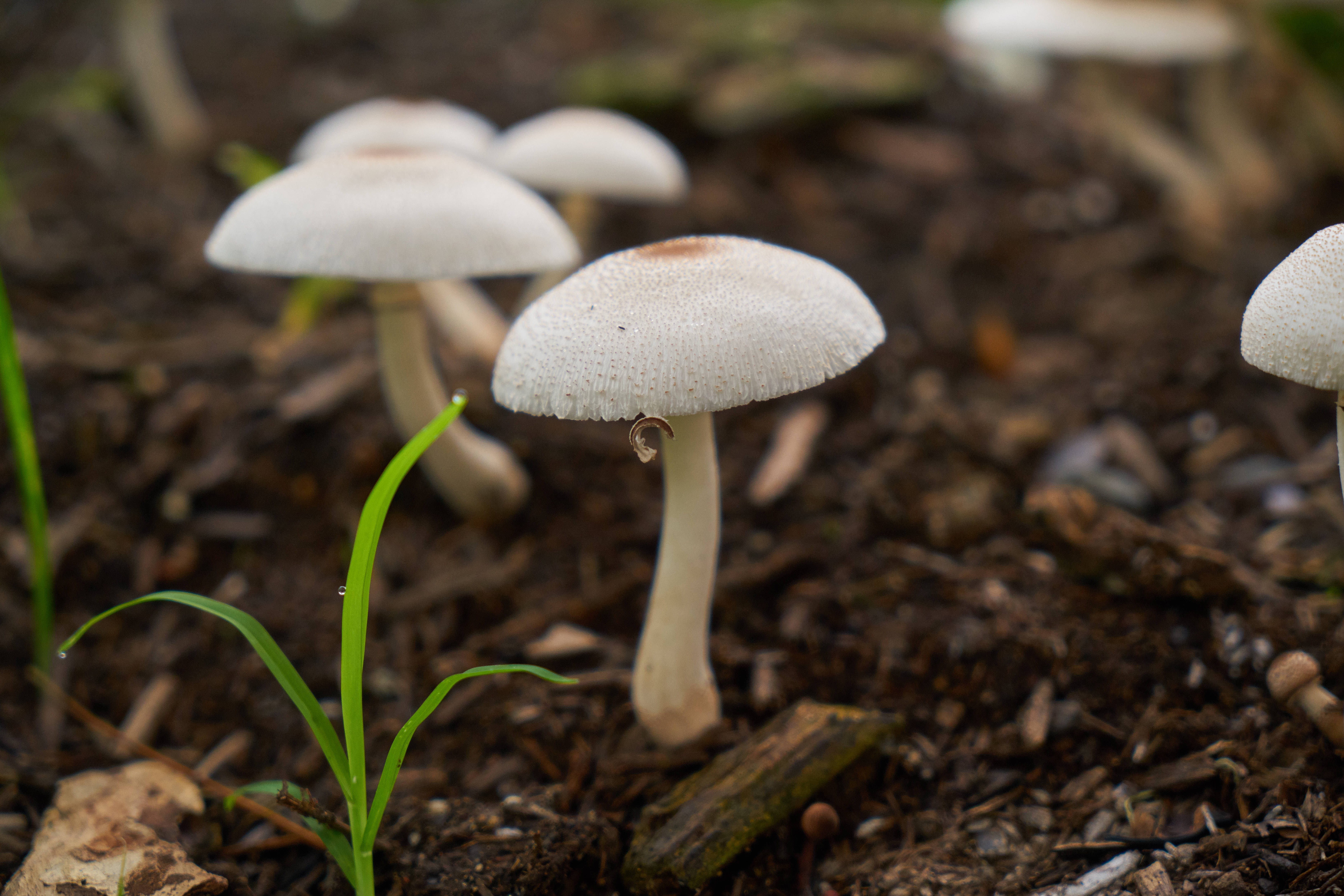 可愛的白色蘑菇生長於土壤 壁紙 — 特寫鏡頭：細膩的白色蘑菇從肥沃的深色土壤中冒出，旁邊是充滿活力的綠色草葉。