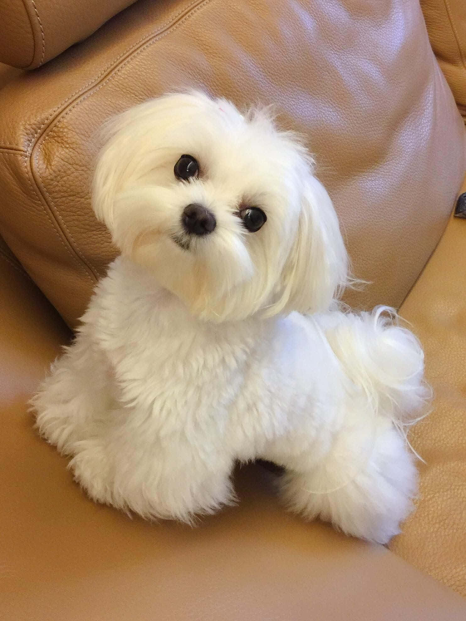 可愛的白色馬爾濟斯幼犬正在打盹 壁紙 — 一隻毛茸茸的白色馬爾他犬幼犬，用大大的黑眼睛可愛地坐在棕褐色皮梳化上。