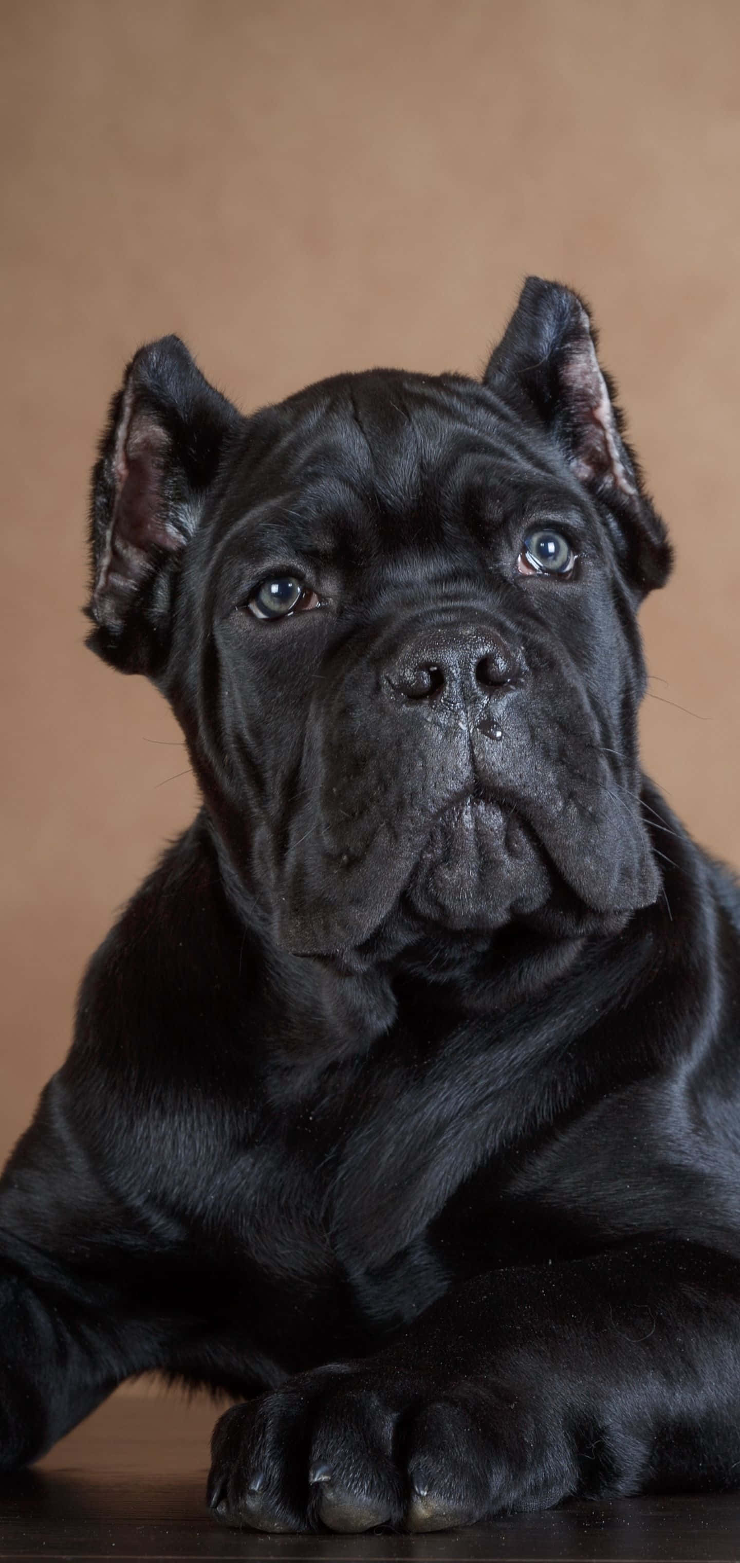 可愛的科索犬幼犬 壁紙 — 一隻威嚴的黑色卡斯羅幼犬，擁有引人注目的藍色眼睛，在溫暖的棕色背景下專注地凝視。